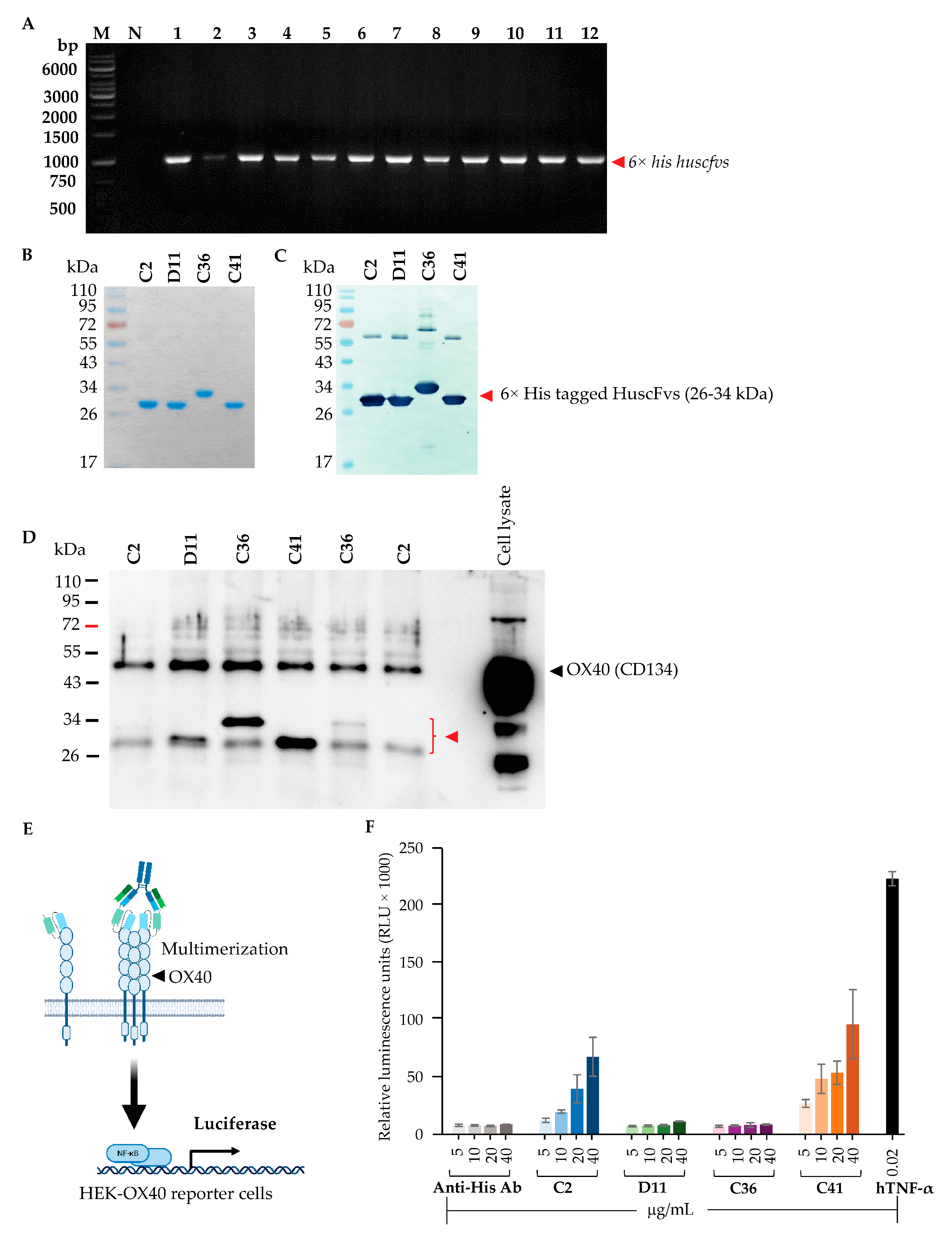 Vaccines 11 01826 g004