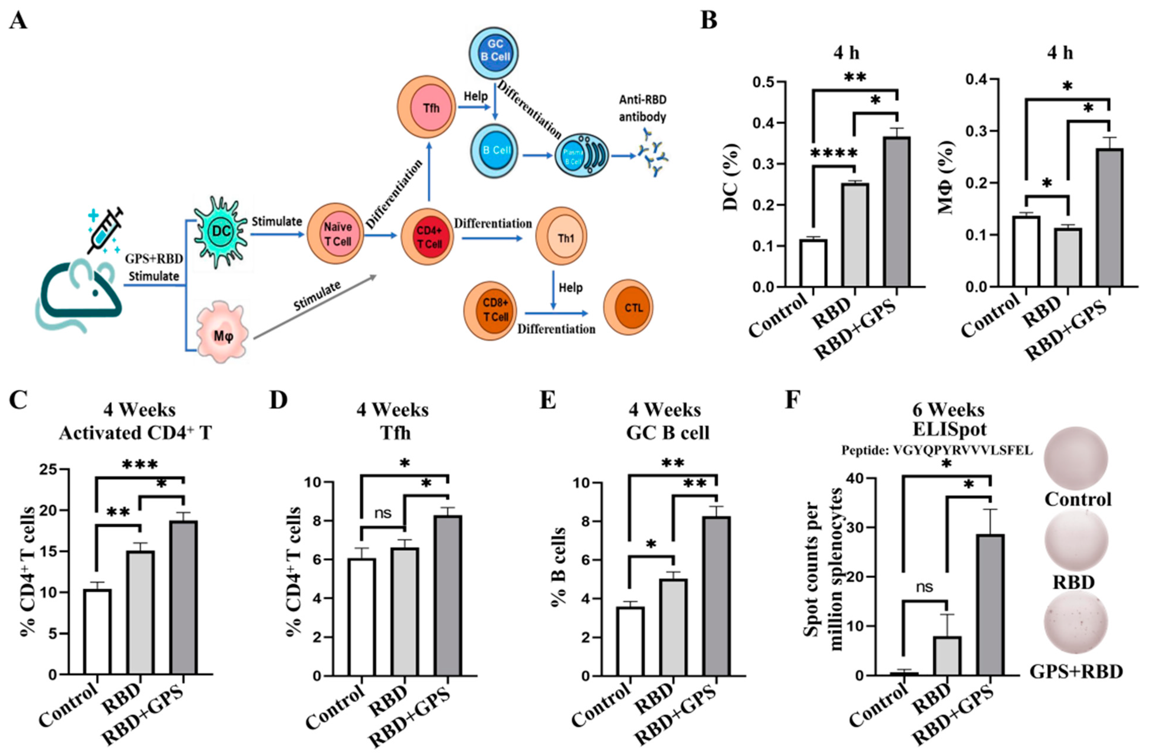 Vaccines | Free Full-Text | Ginseng Polysaccharide Enhances the Humoral and  Cellular Immune Responses to SARS-CoV-2 RBD Protein Subunit Vaccines