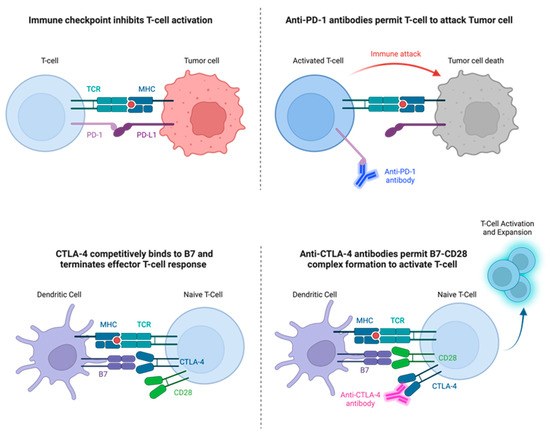Checkpoint Immunotherapy in Pediatric Oncology: Will We Say 