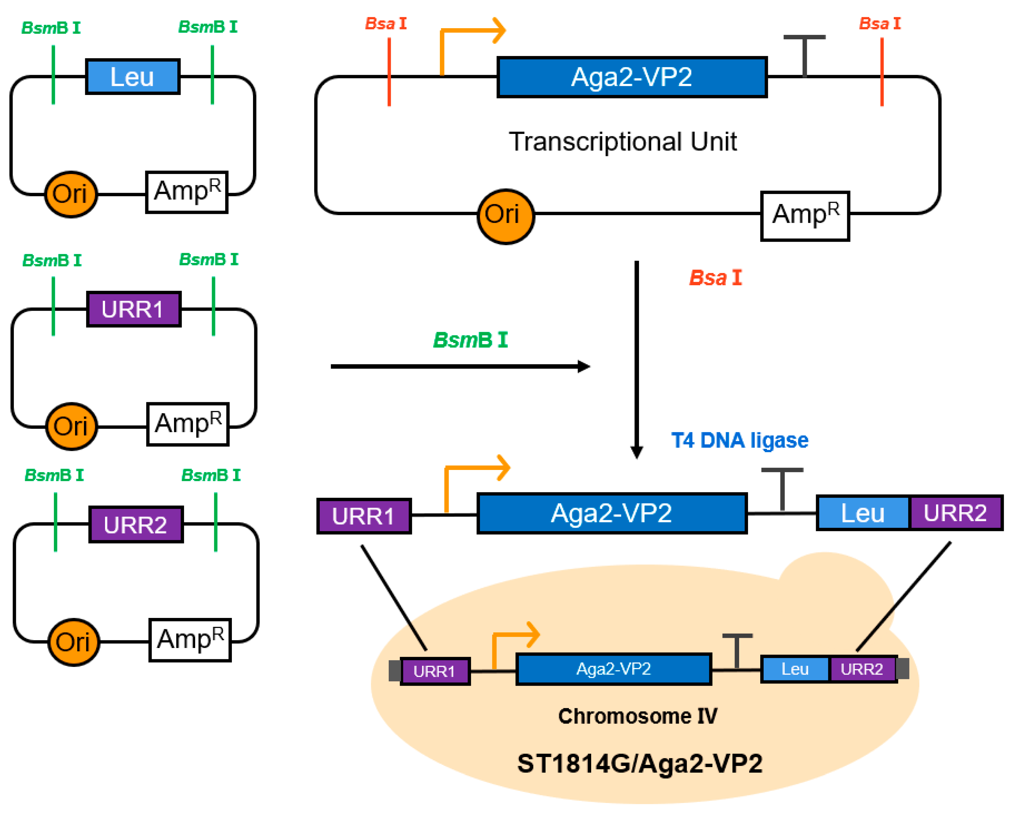 Vaccines 11 01849 g001 Vaccines 11 01849 g001