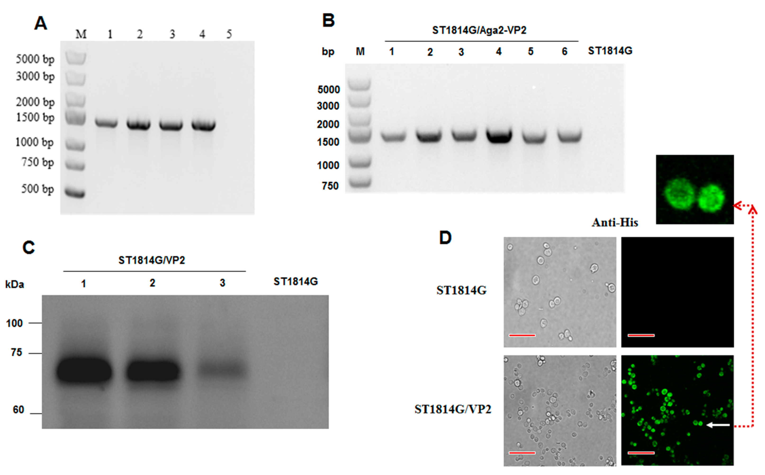 Vaccines 11 01849 g002 Vaccines 11 01849 g002