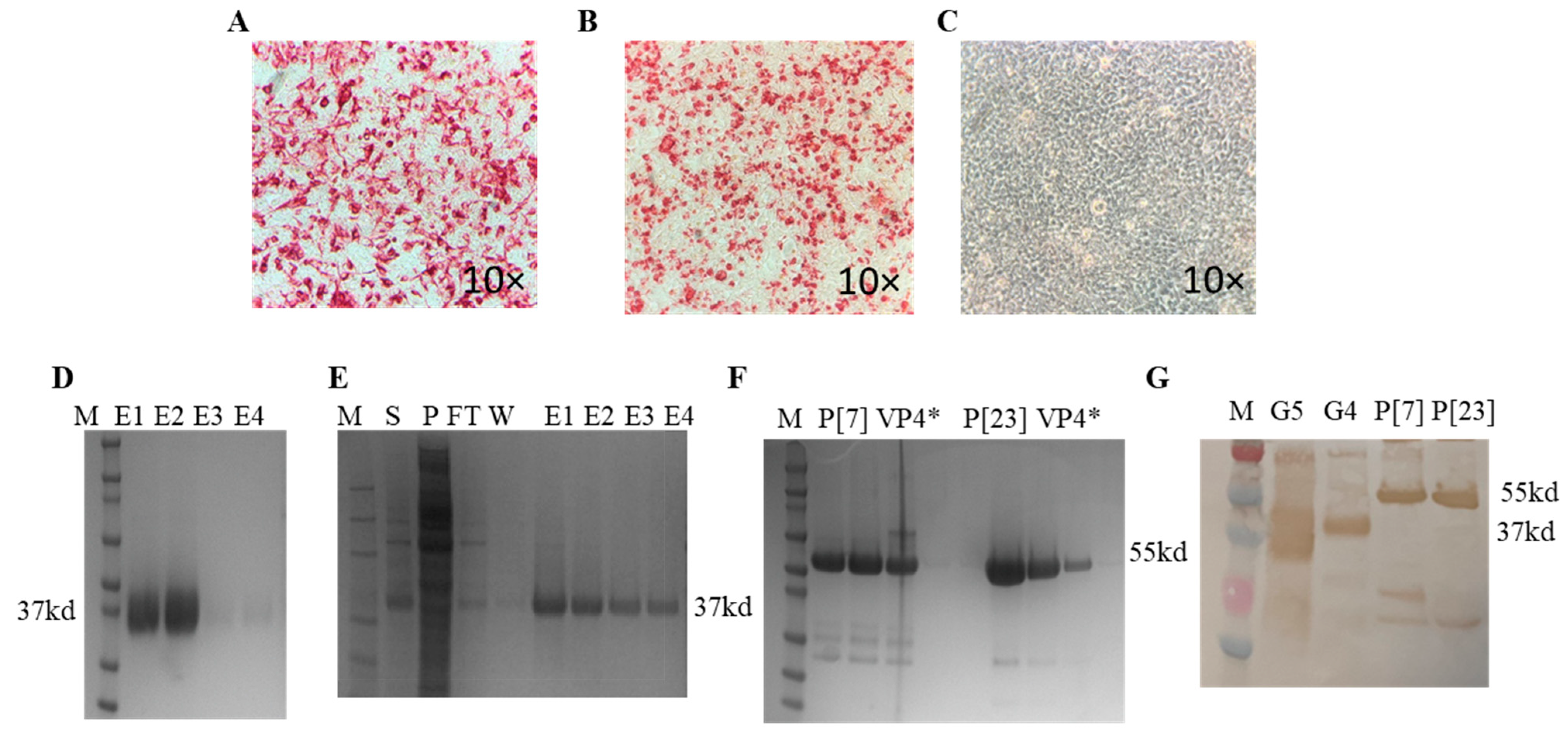 Vaccines 11 01866 g002