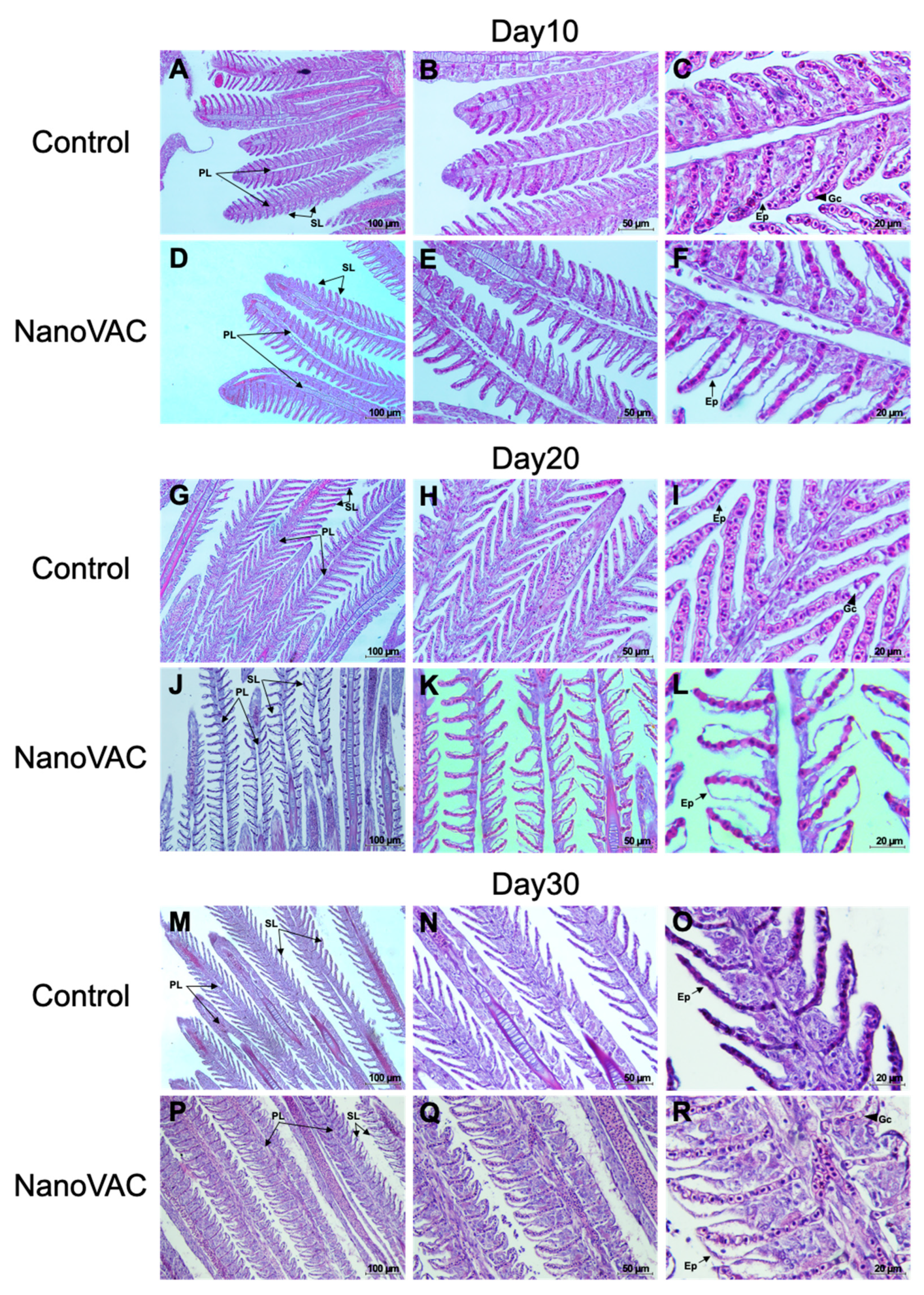 Vaccines 12 00017 g006