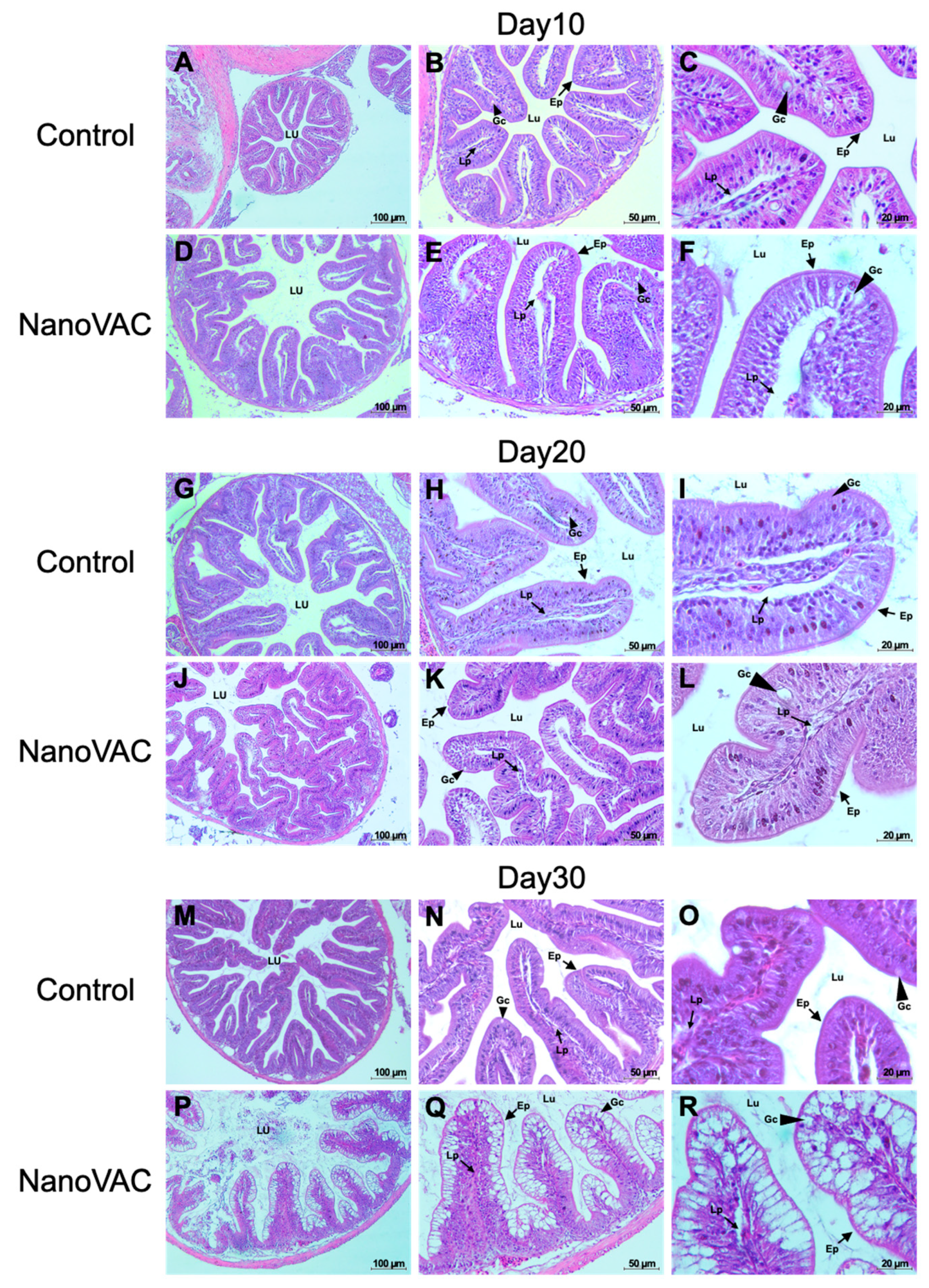 Vaccines 12 00017 g008