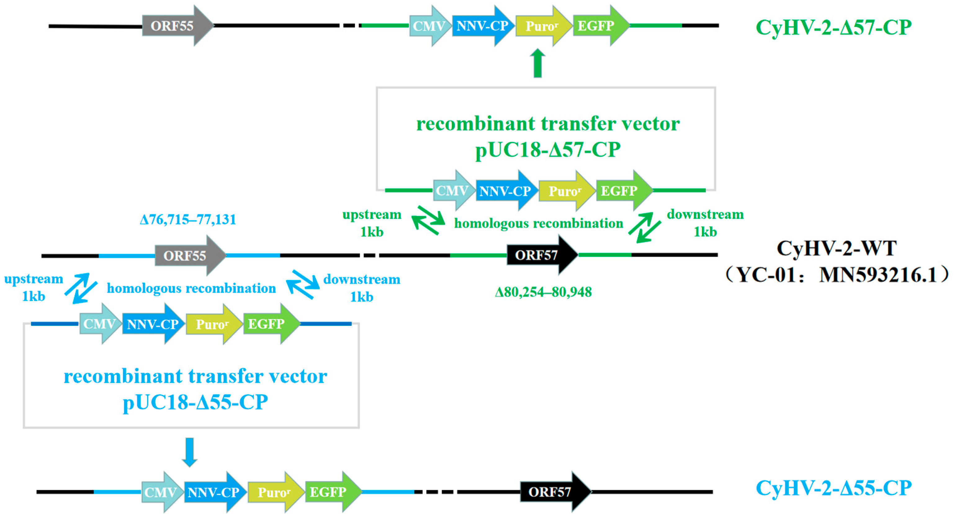 Vaccines 12 00043 g001