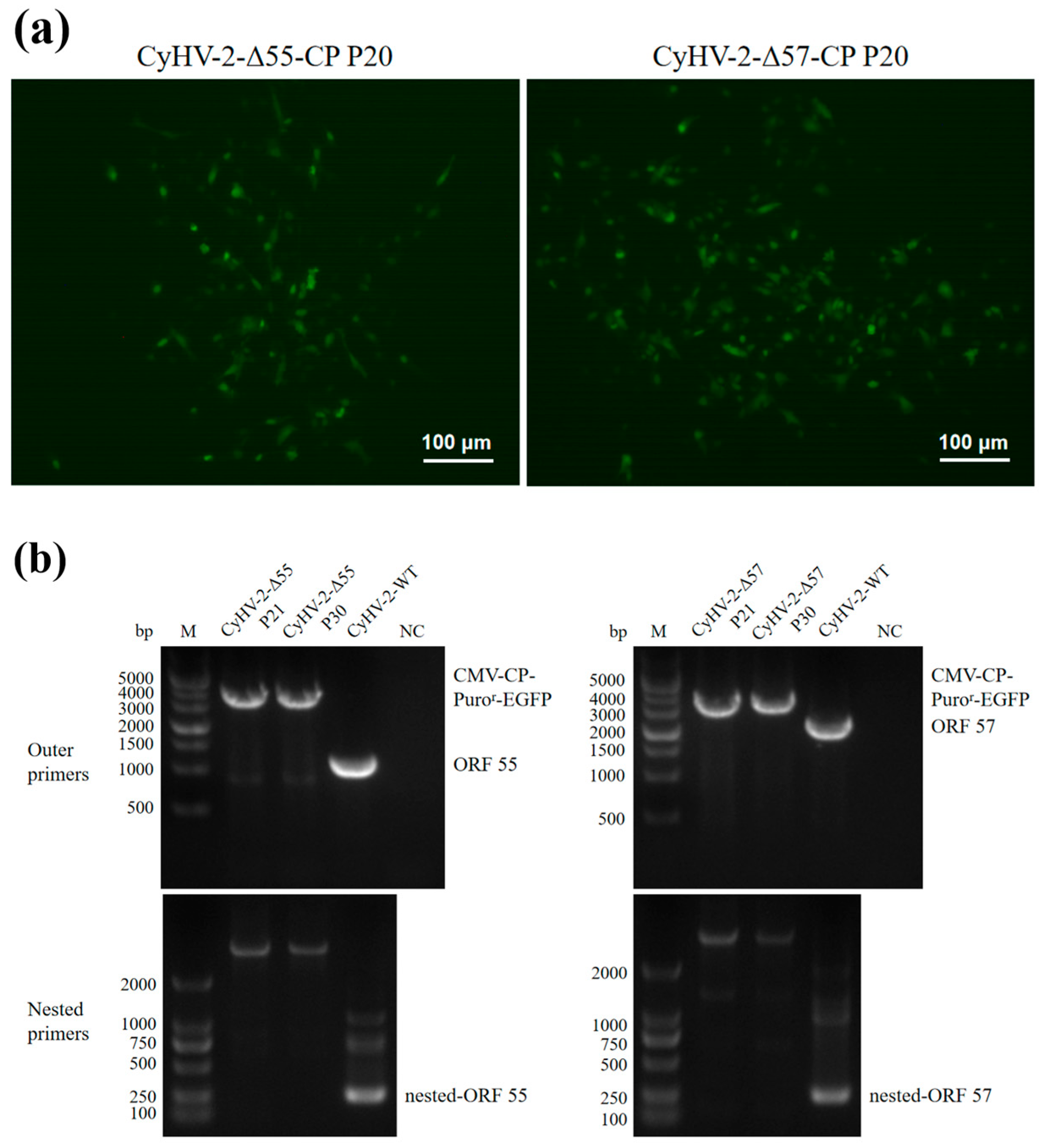 Vaccines 12 00043 g002