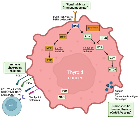 Harnessing Immunity to Treat Advanced Thyroid Cancer