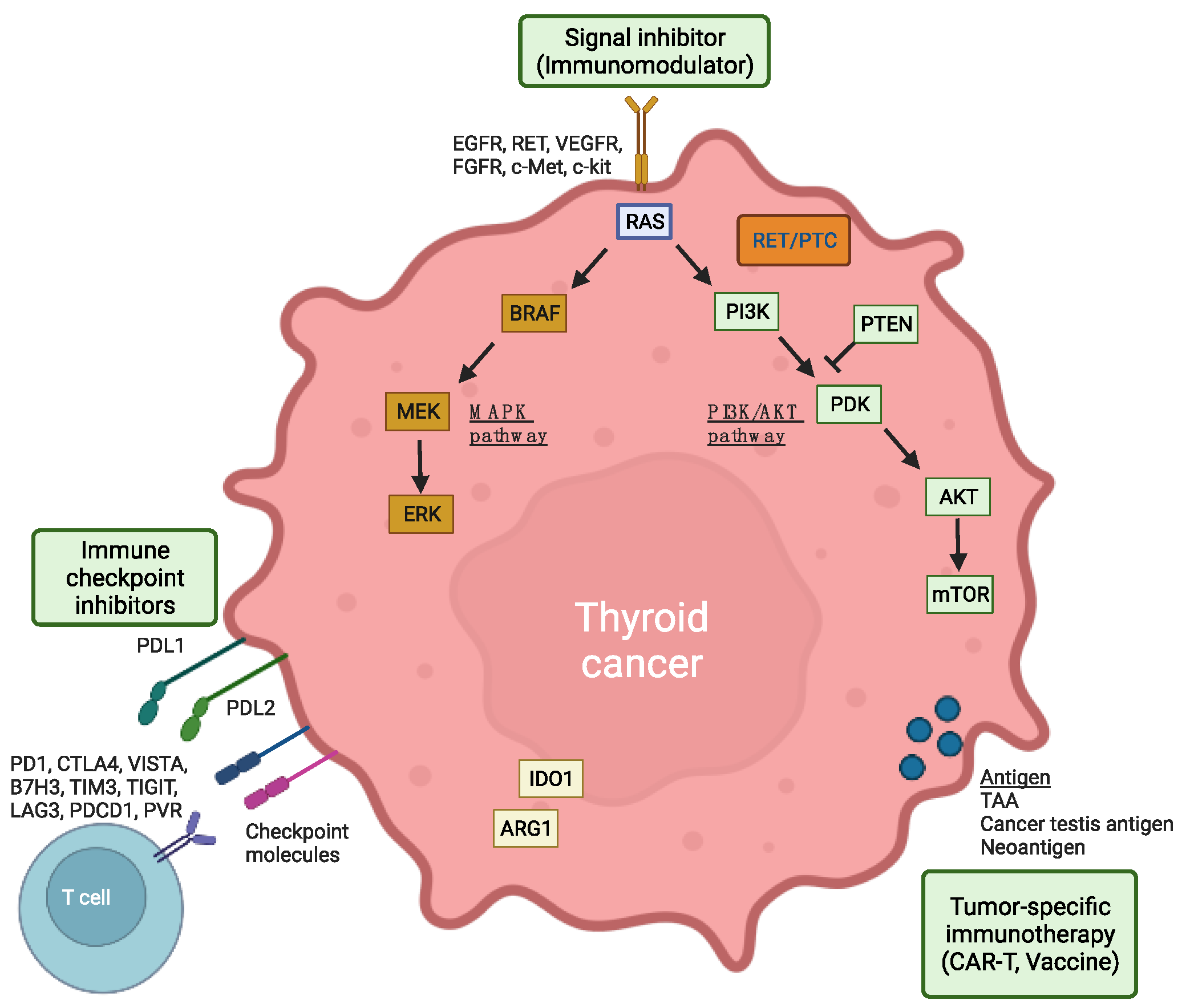 Harnessing Immunity to Treat Advanced Thyroid Cancer