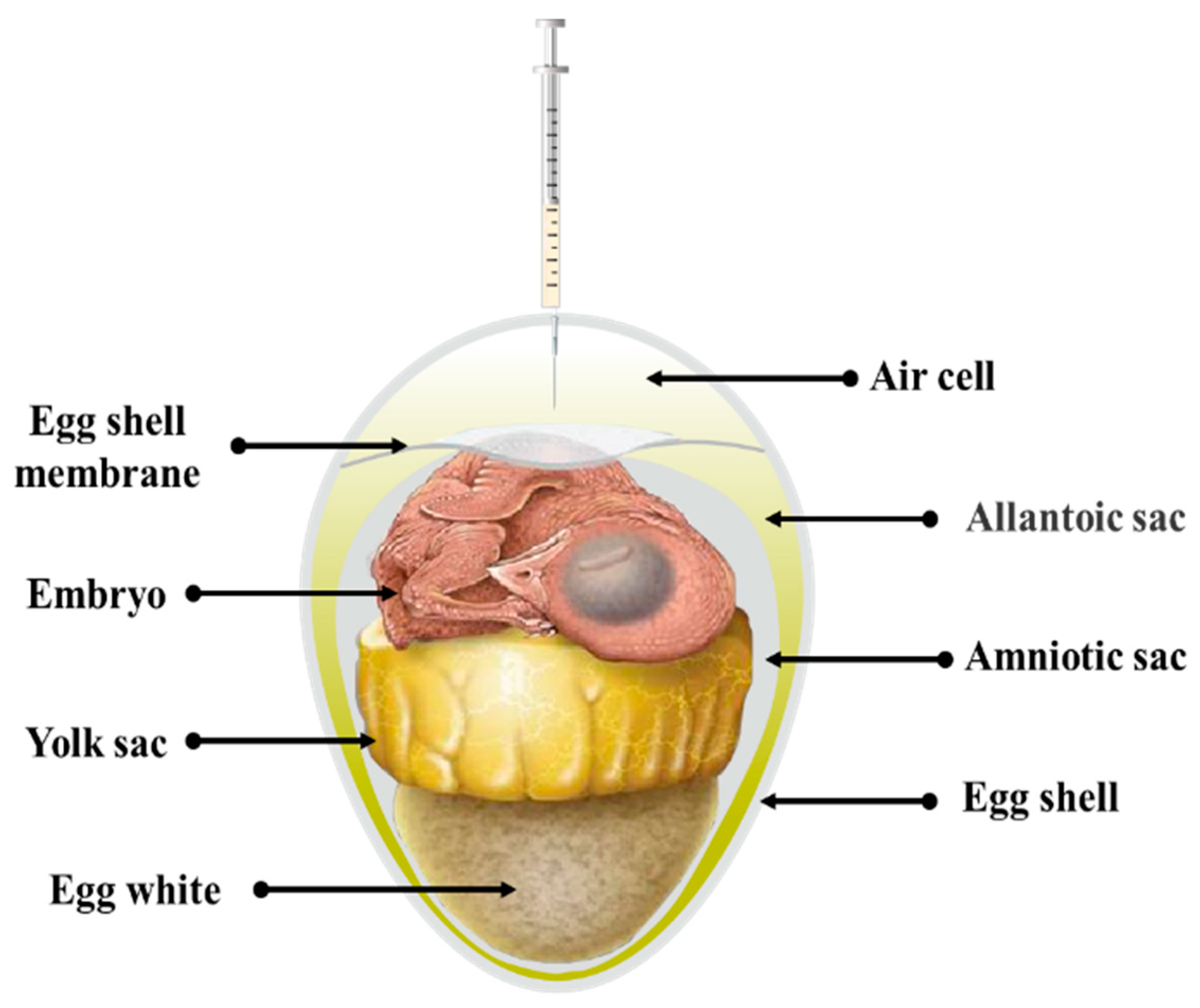 Vaccines 12 00048 g001