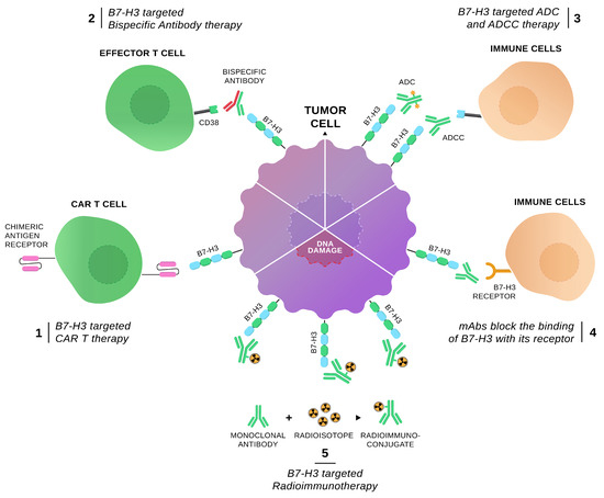 New Emerging Targets in Cancer Immunotherapy: The Role of B7-H3