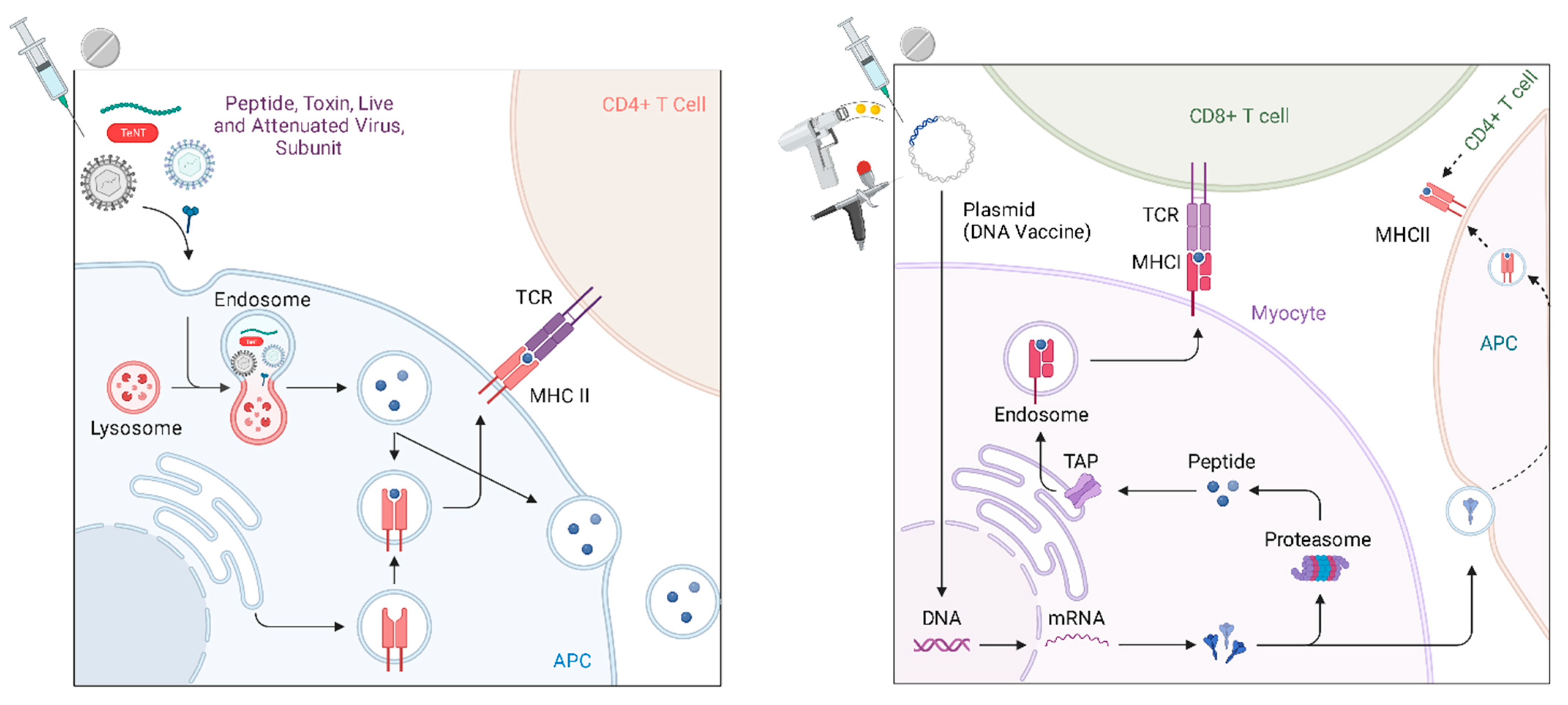 Vaccines 12 00071 g002 Vaccines 12 00071 g002