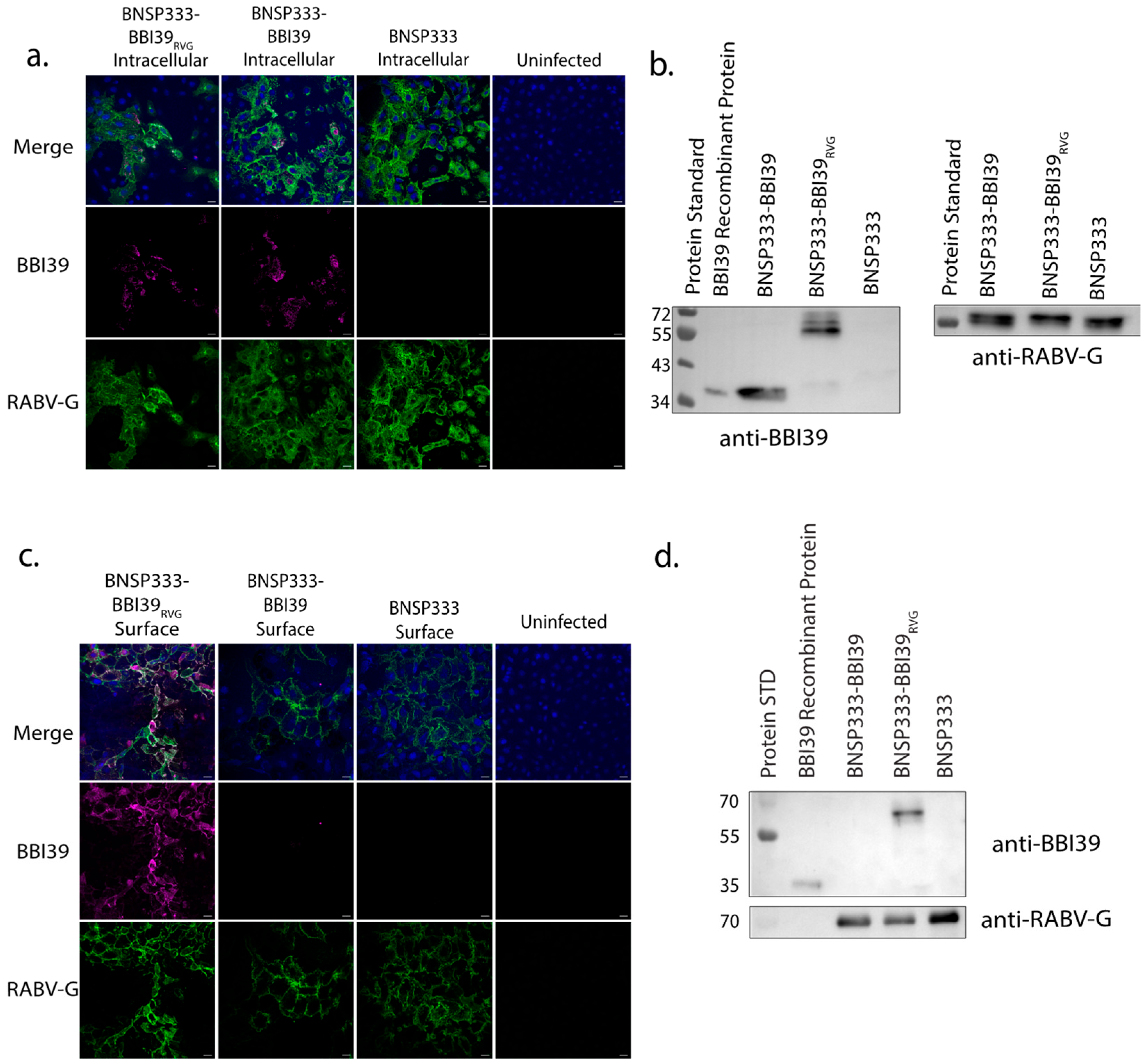 Vaccines 12 00078 g002