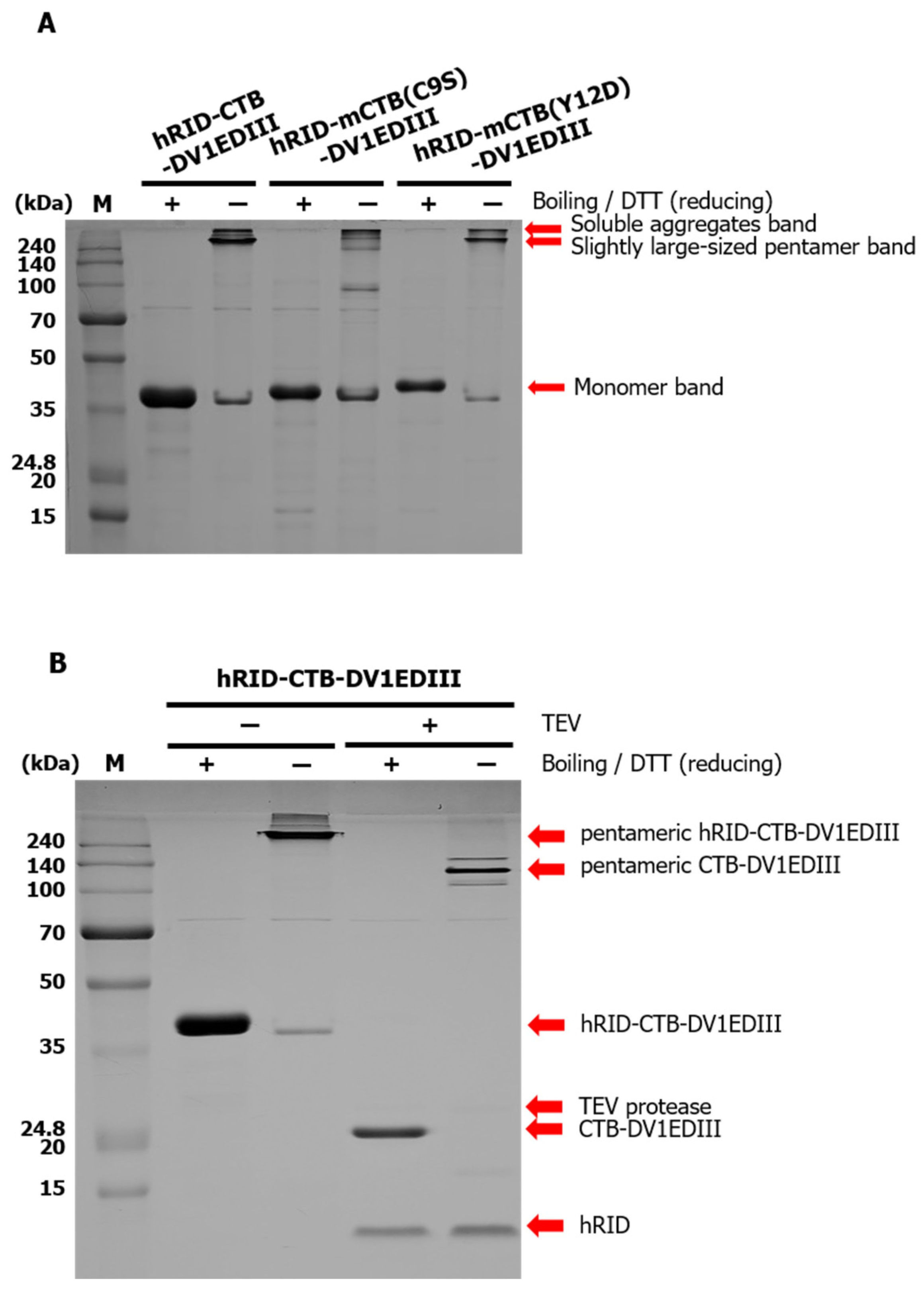 Vaccines 12 00092 g003 Vaccines 12 00092 g003