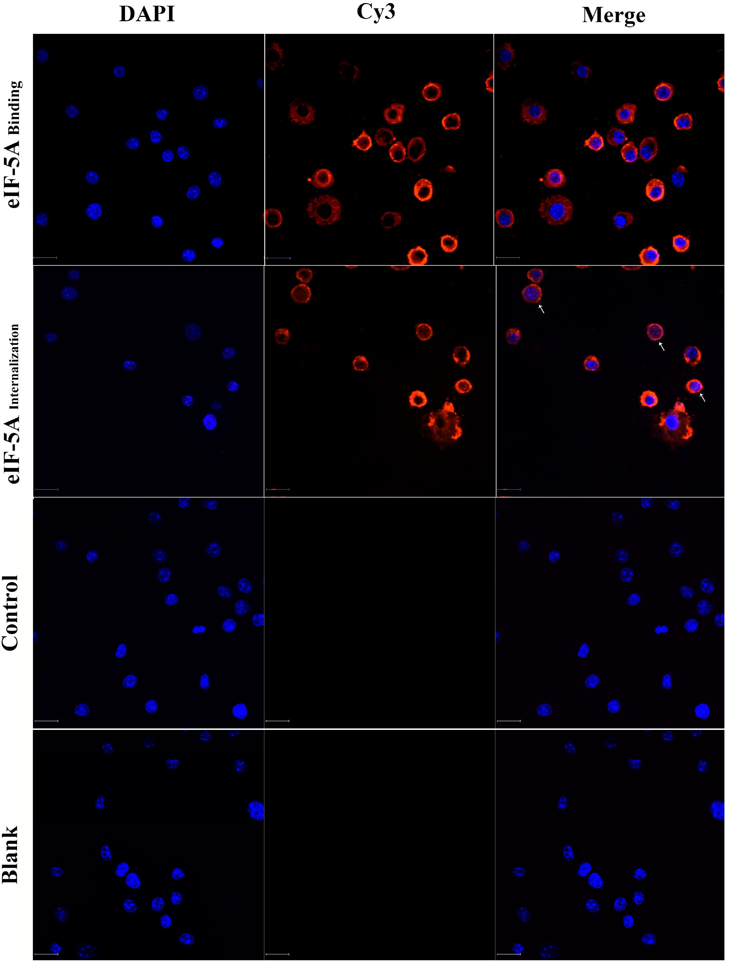 Vaccines 12 00101 g001 Vaccines 12 00101 g001