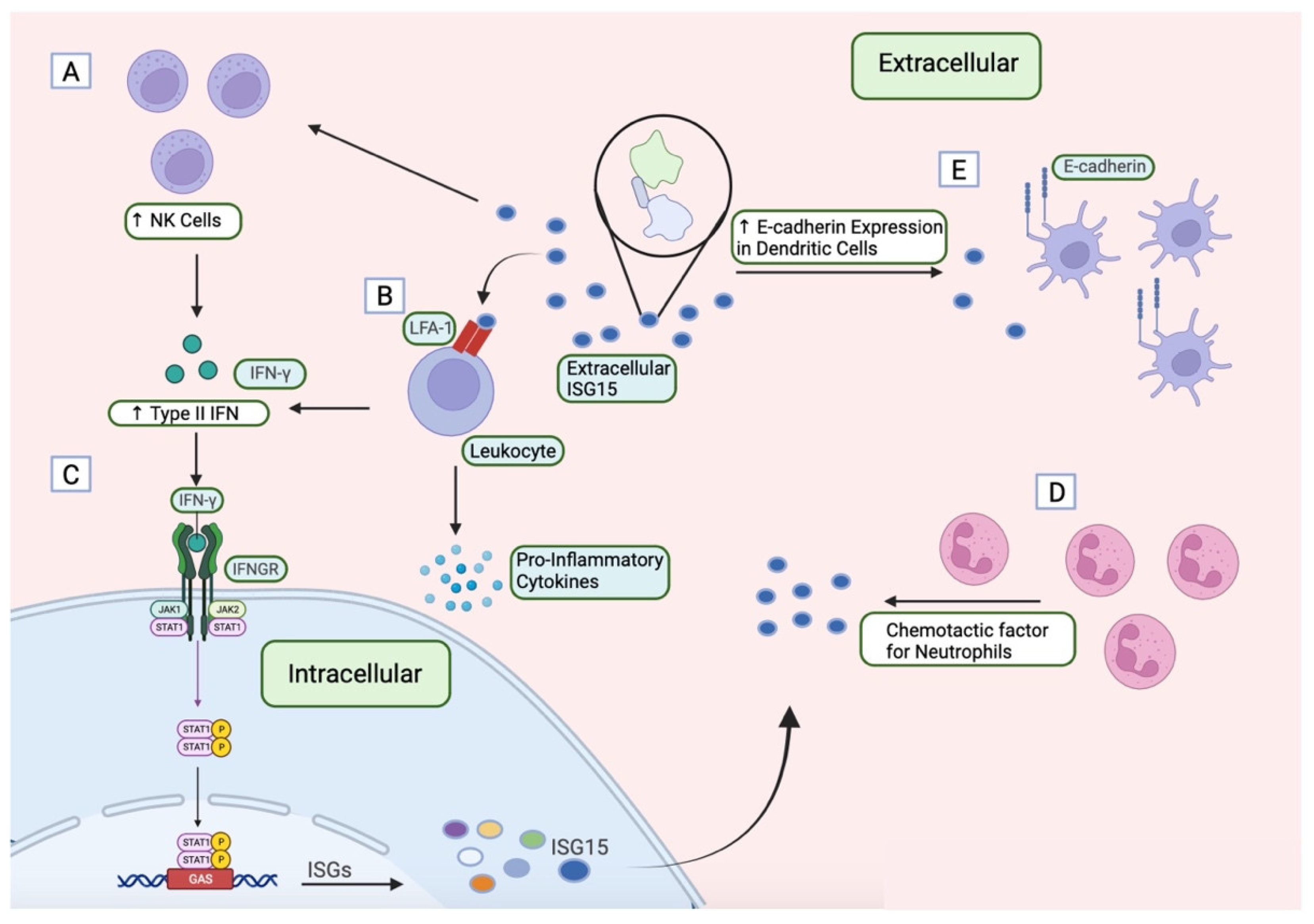 Vaccines 12 00153 g004
