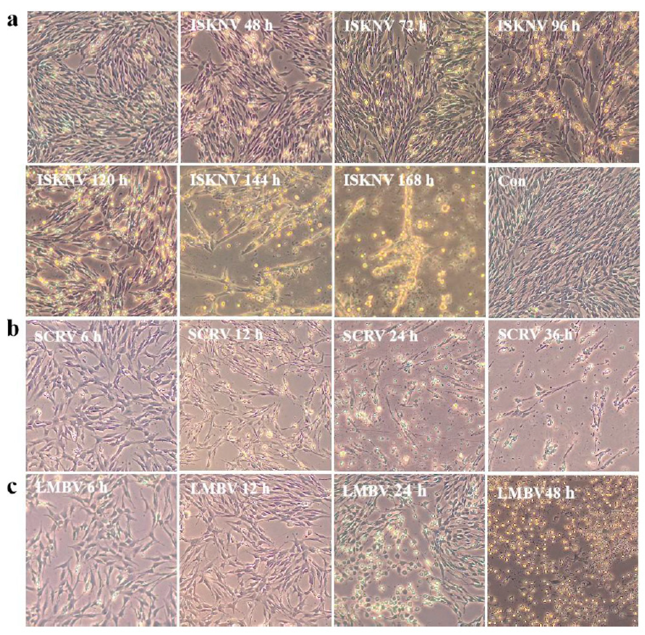 Vaccines 12 00220 g005
