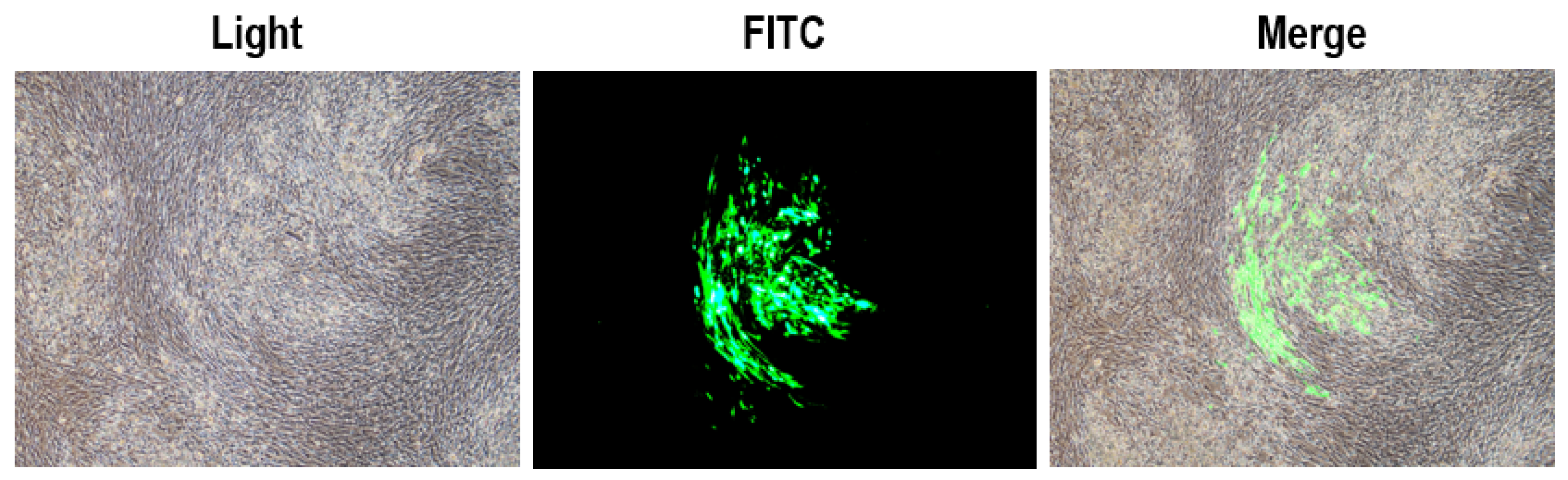 Vaccines 12 00226 g003