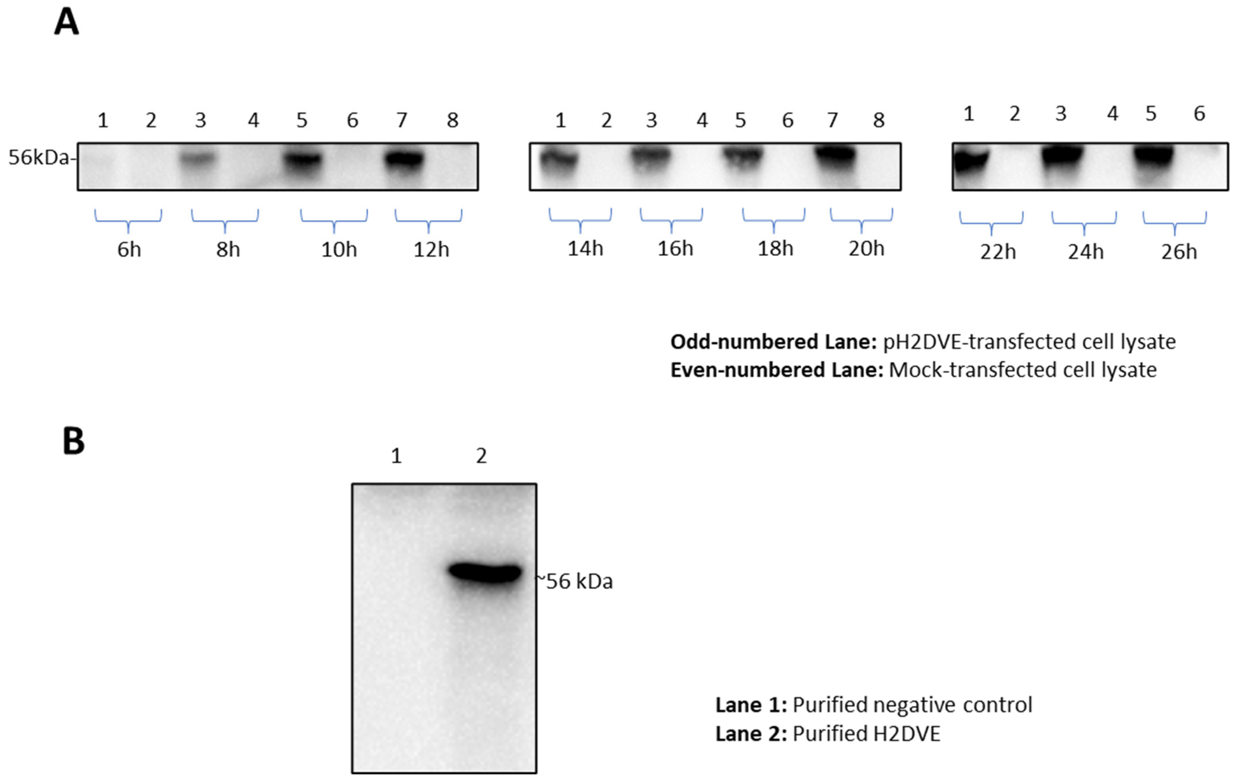 Vaccines 12 00316 g003