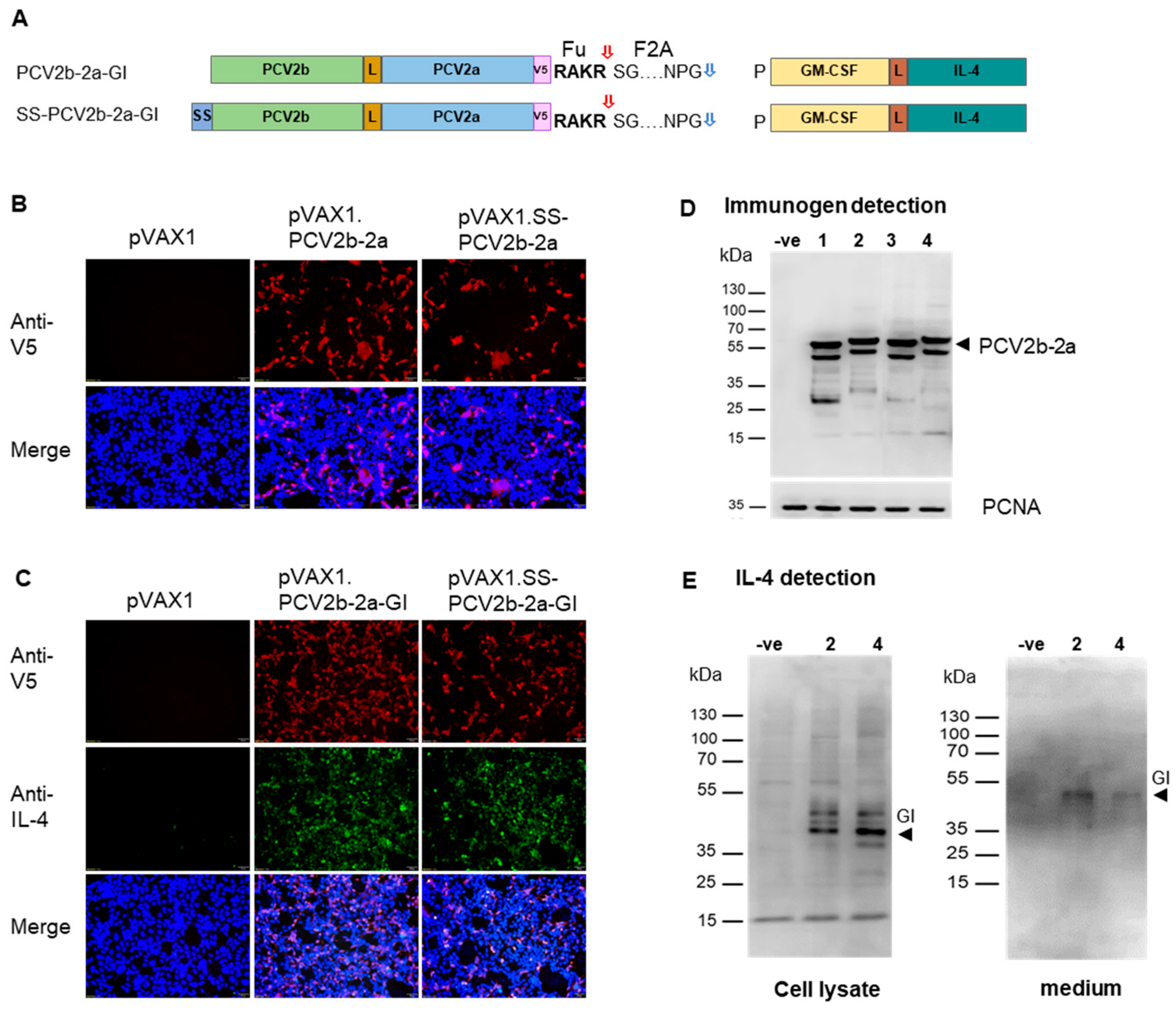 Vaccines 12 00324 g002 Vaccines 12 00324 g002