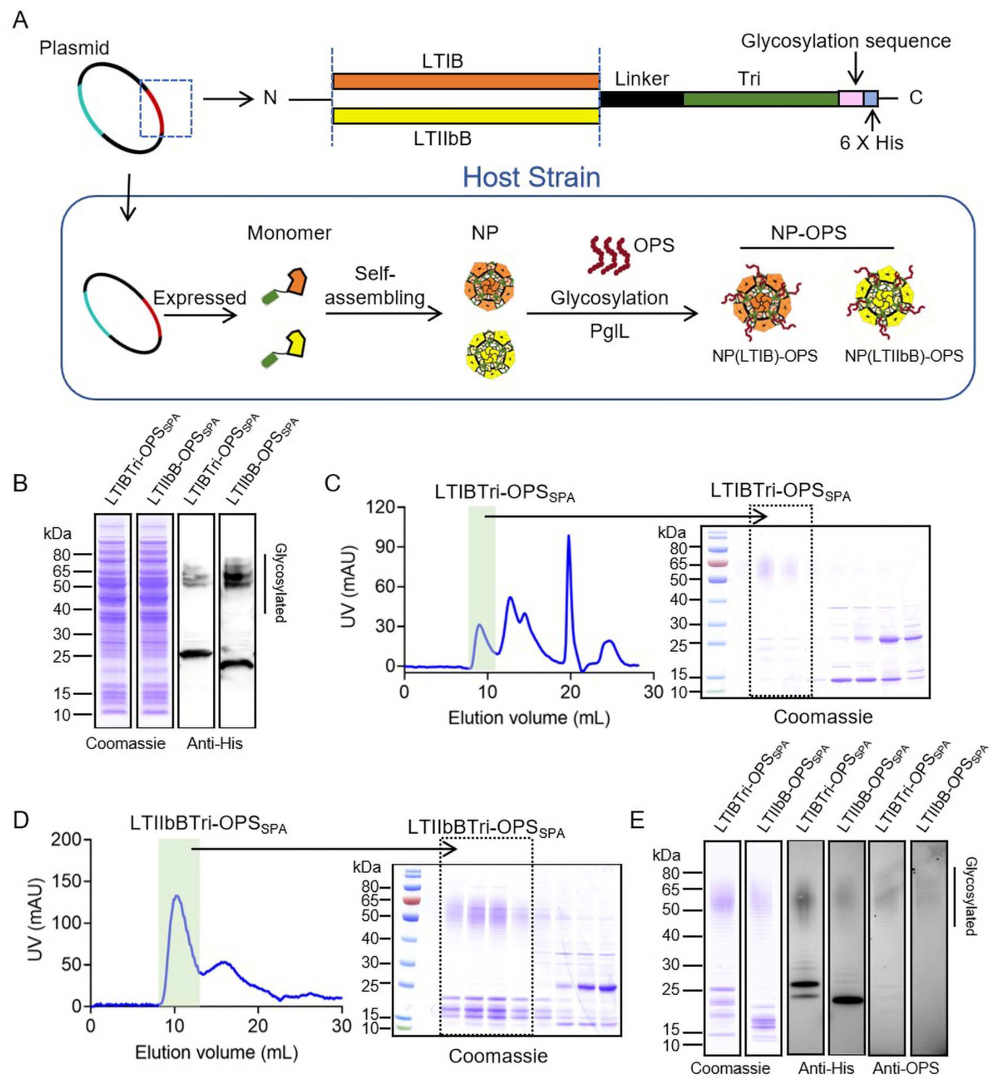 Vaccines 12 00347 g001