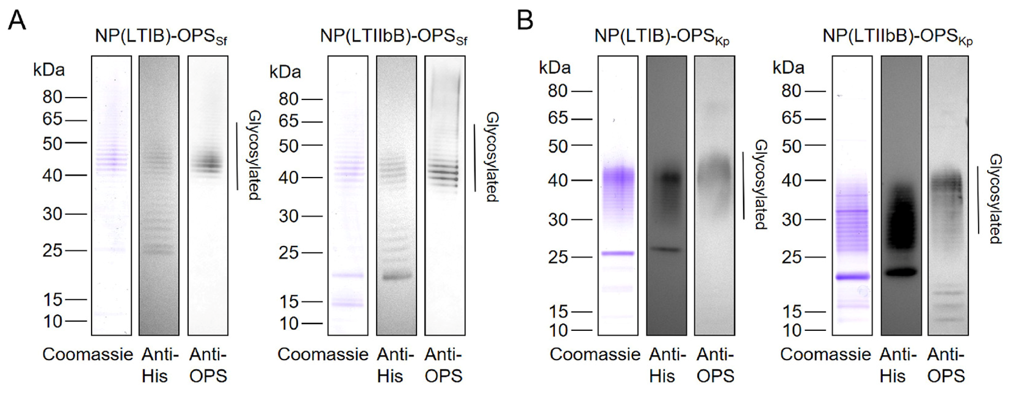 Vaccines 12 00347 g005