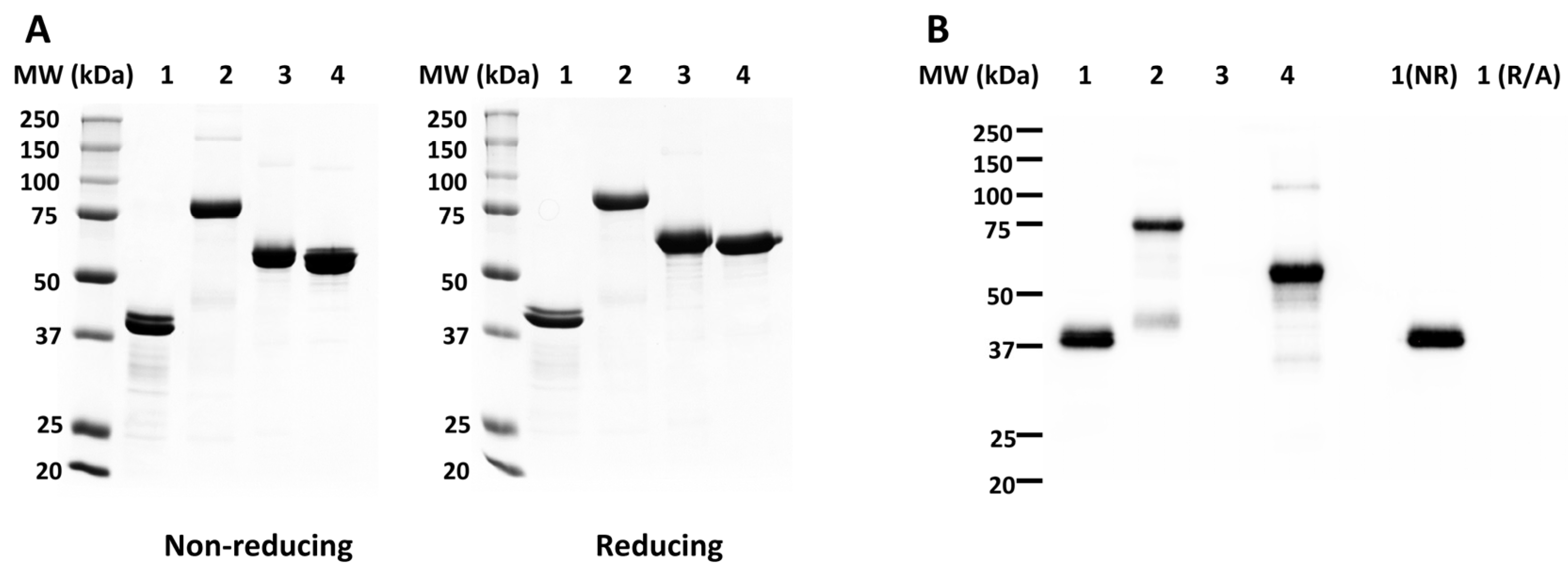 Vaccines 12 00351 g002