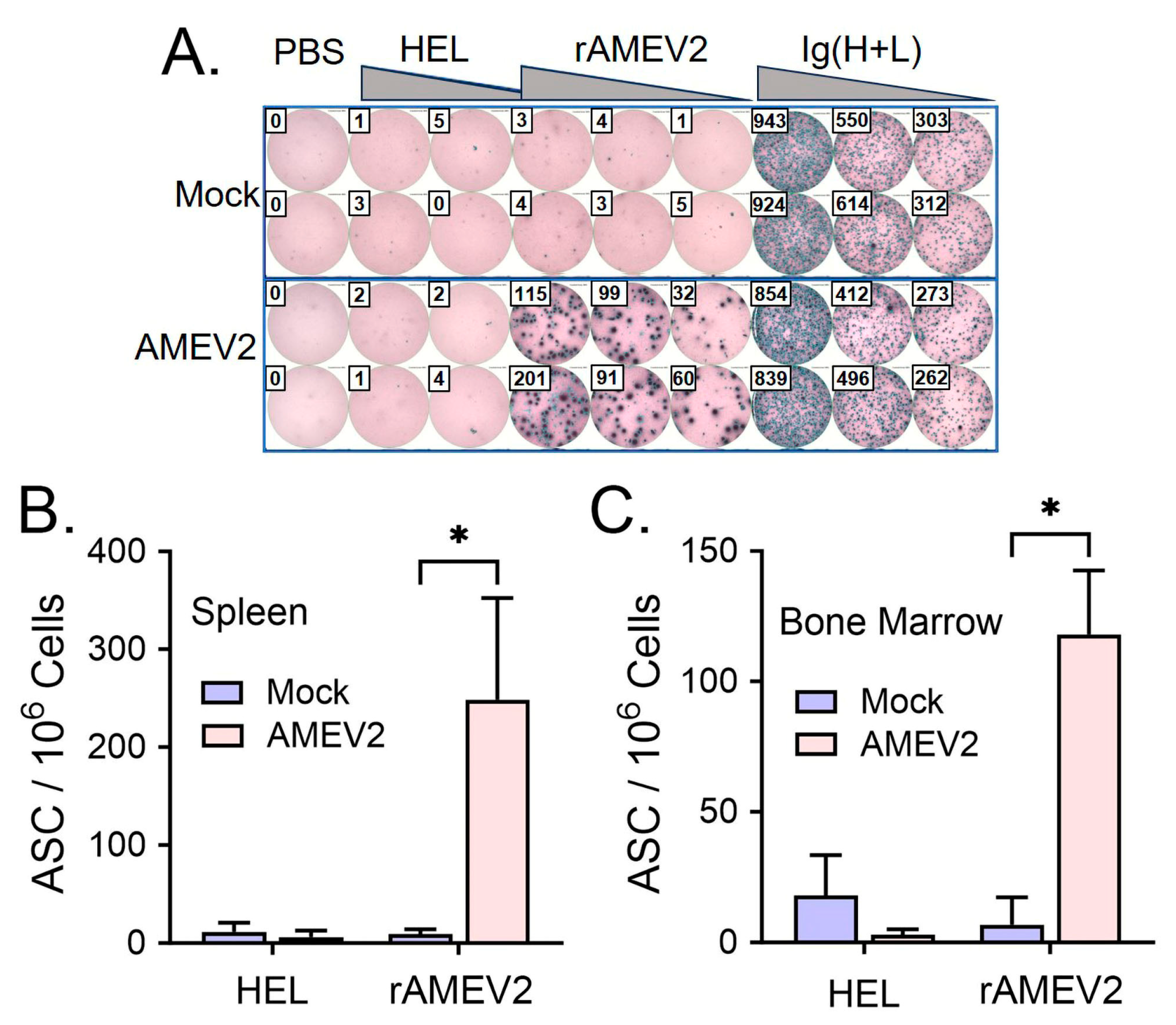 Vaccines 12 00358 g005 Vaccines 12 00358 g005