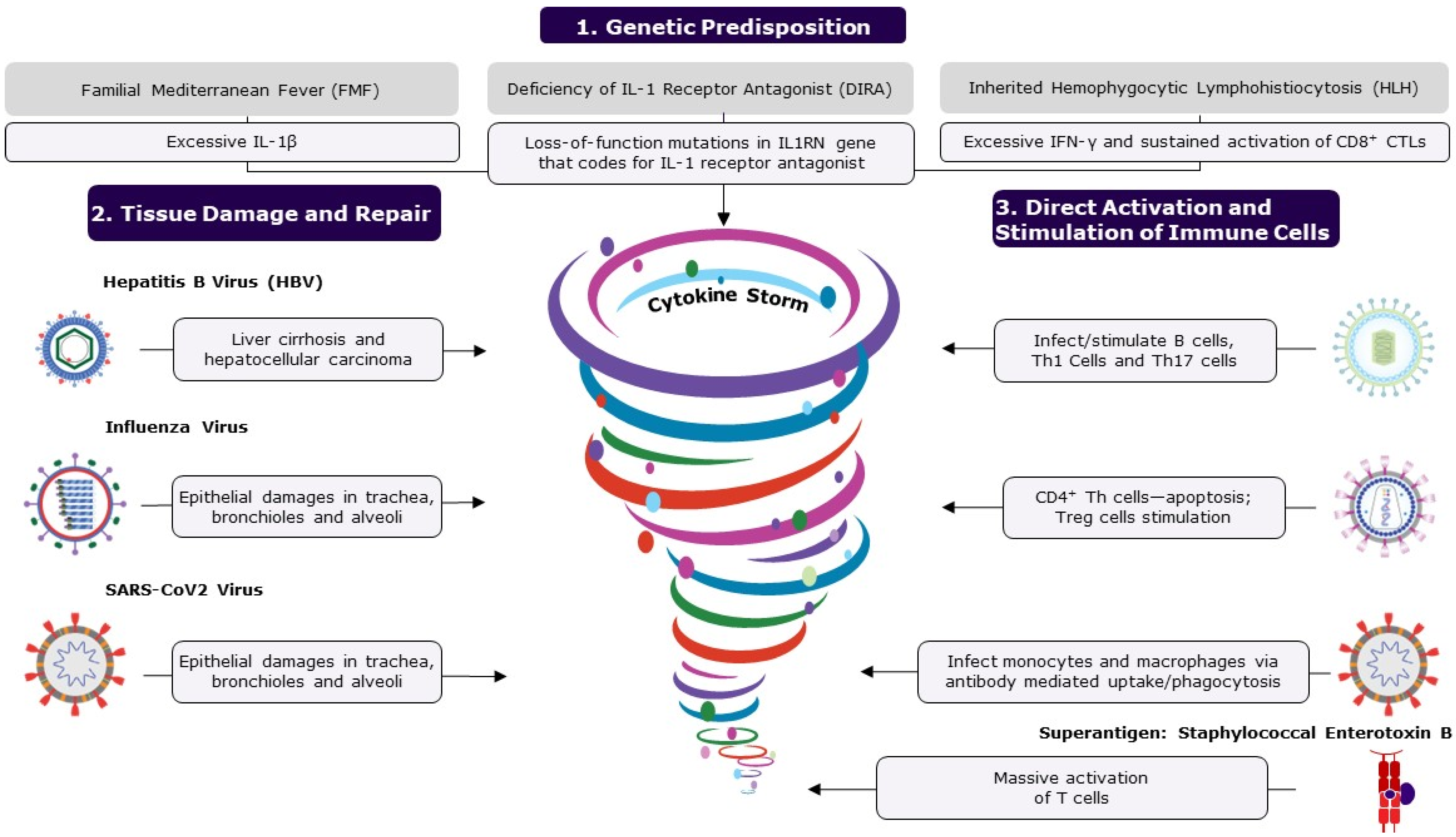 Vaccines | Free Full-Text | Vaccines Induce Homeostatic Immunity ...