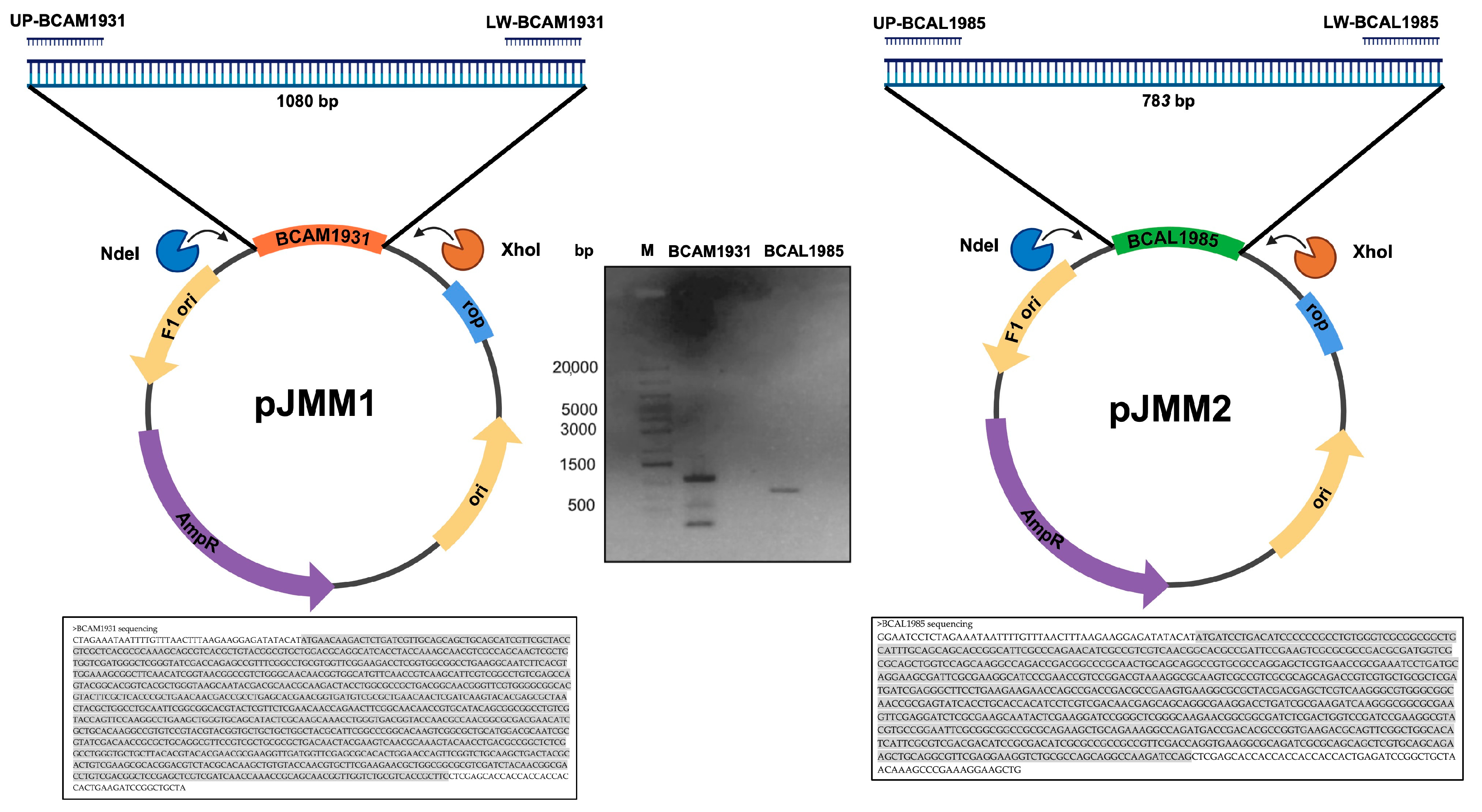 Vaccines 12 00398 g001