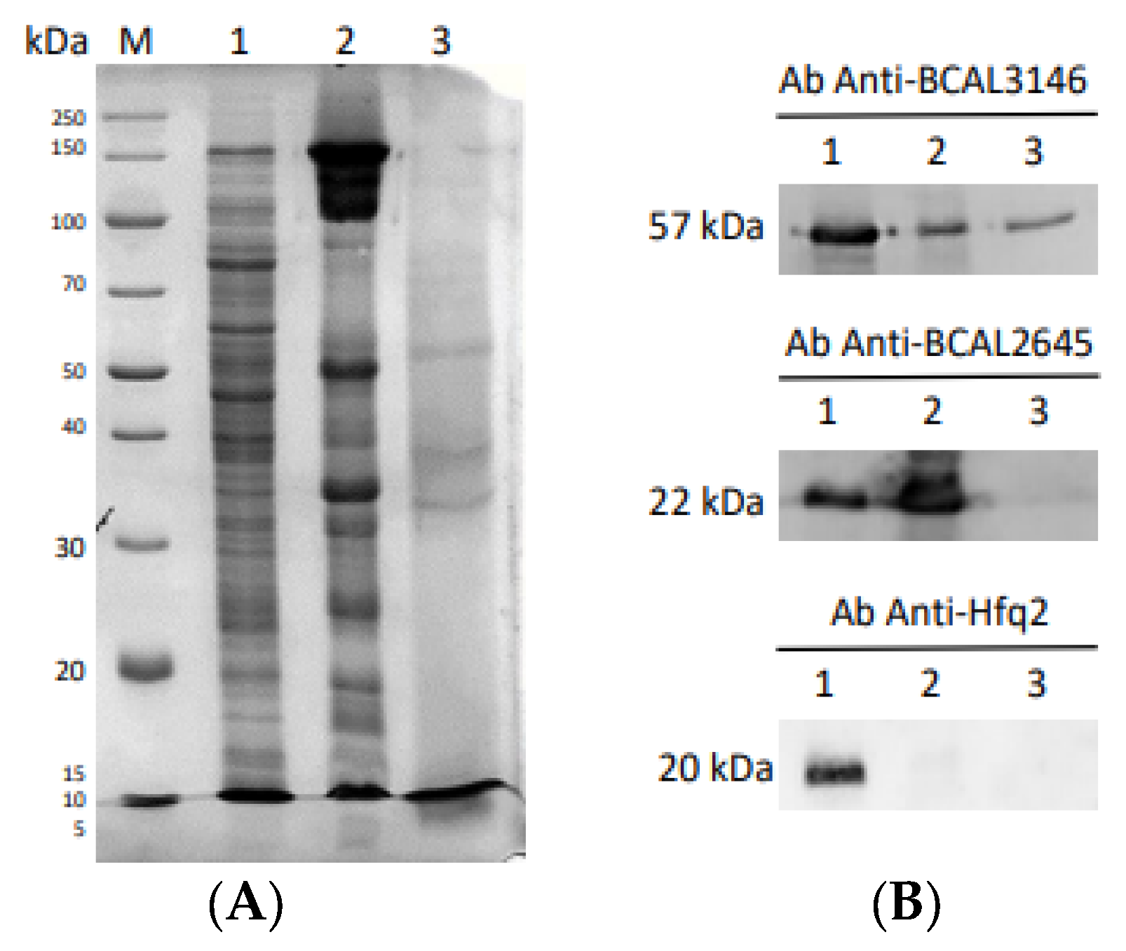 Vaccines 12 00398 g003