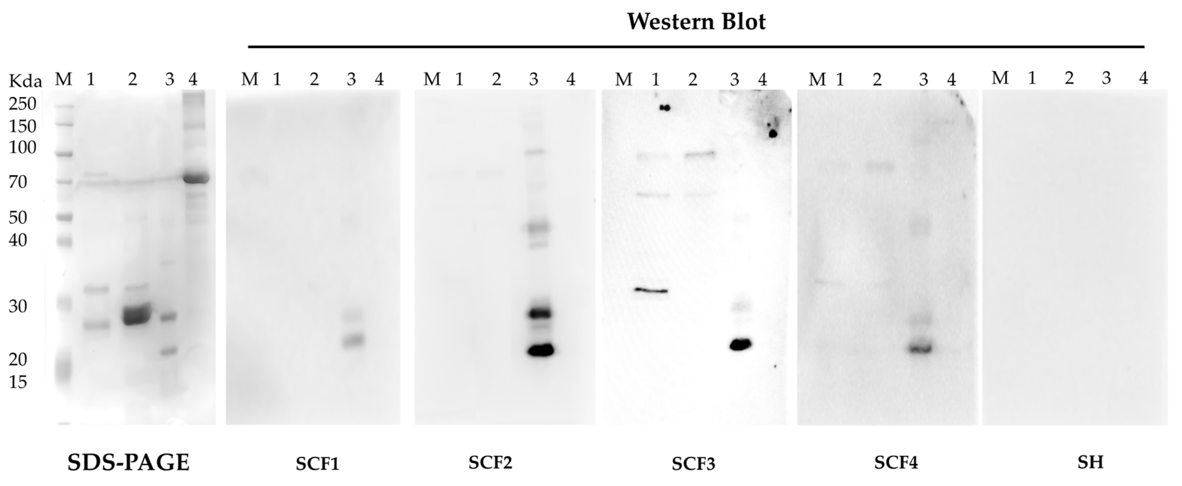 Vaccines 12 00398 g005