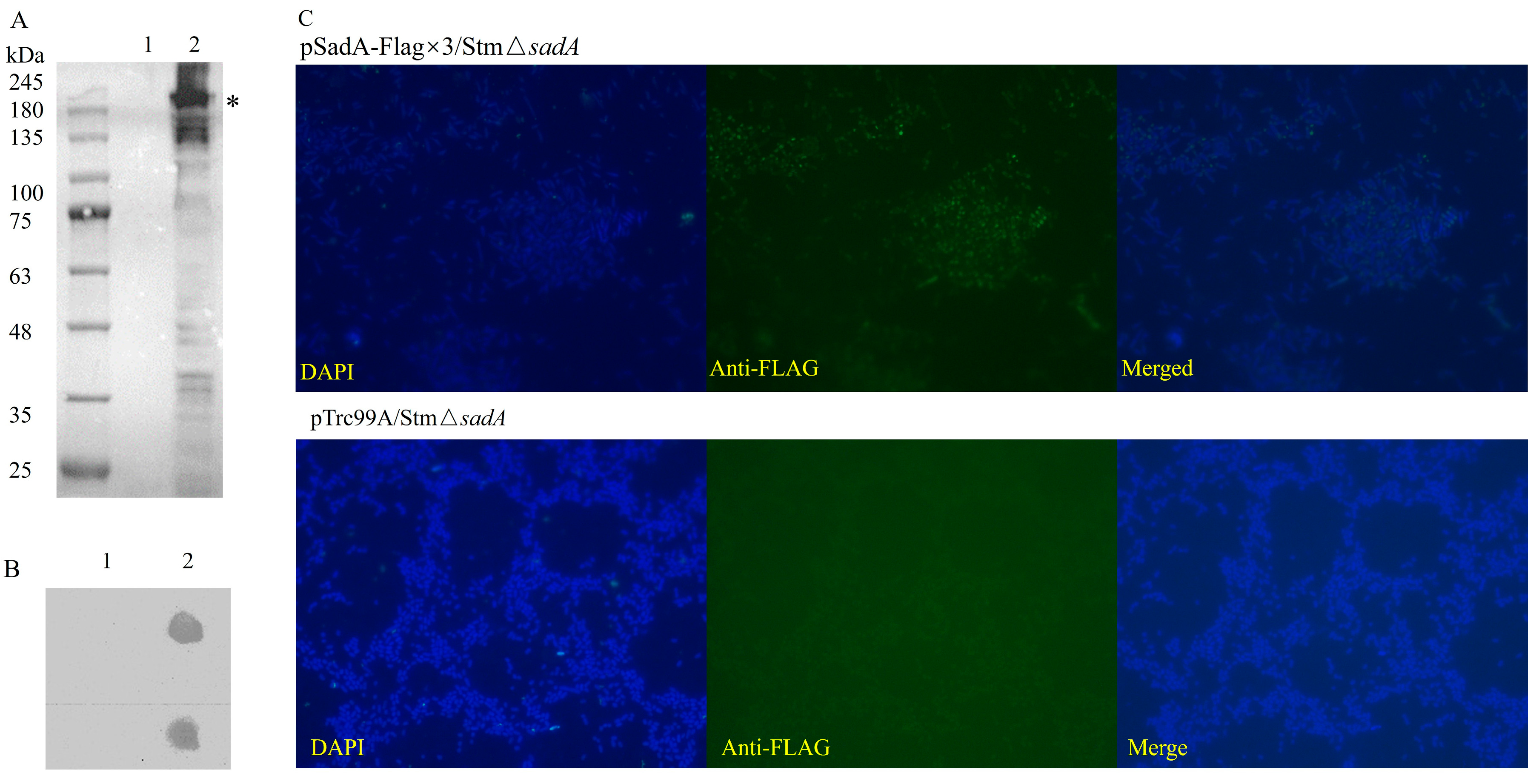 Vaccines 12 00399 g001 Vaccines 12 00399 g001
