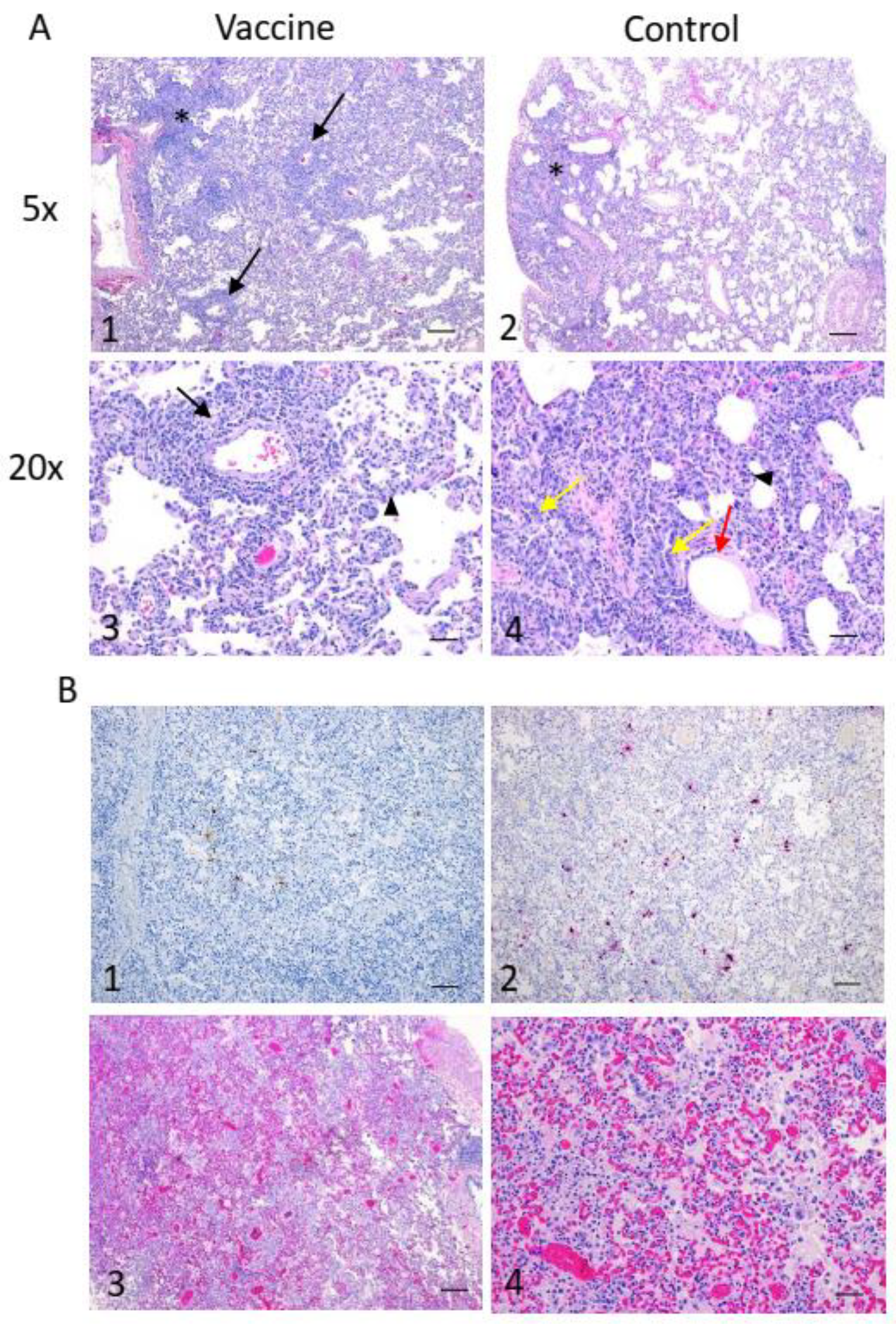 Vaccines 12 00404 g006