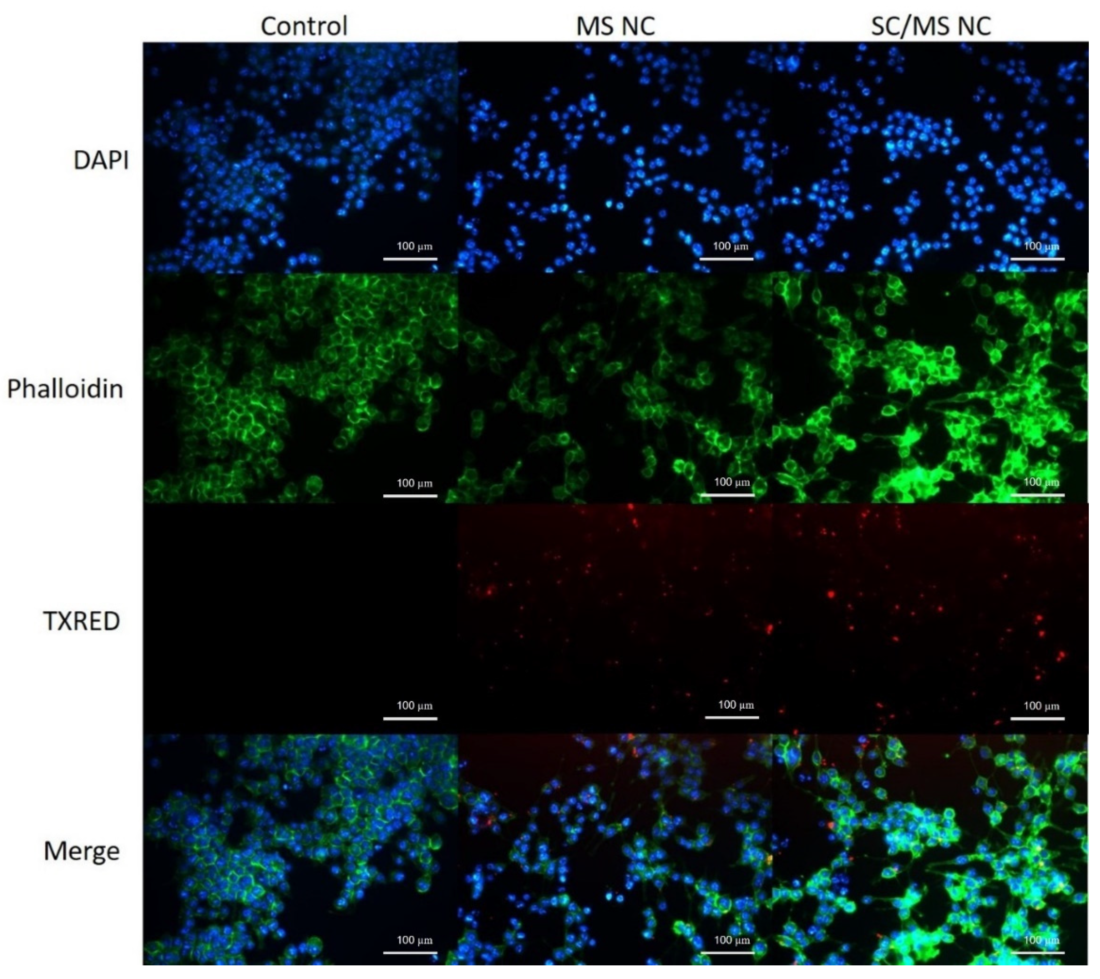 Vaccines 12 00410 g007 Vaccines 12 00410 g007