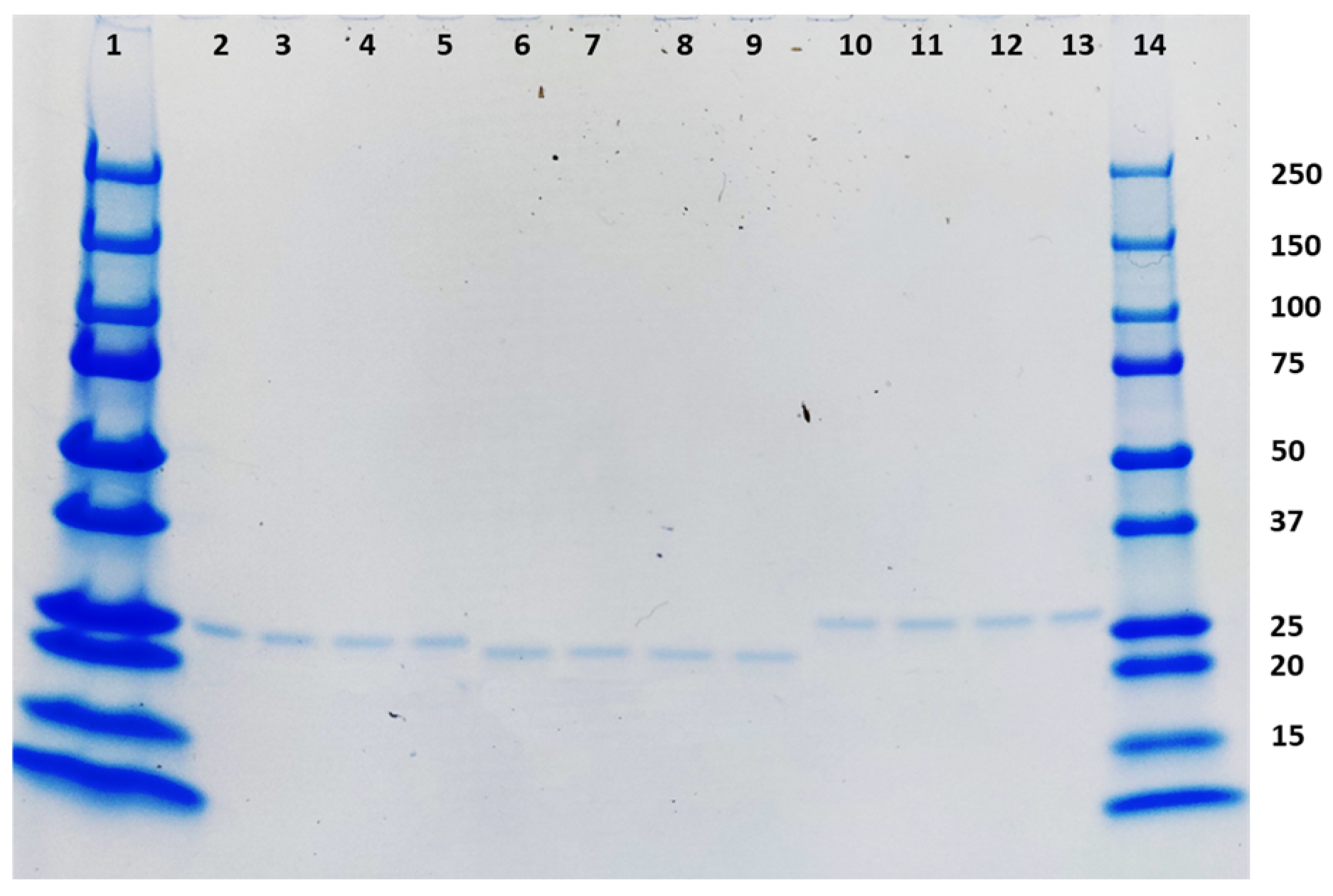 Vaccines 12 00448 g005