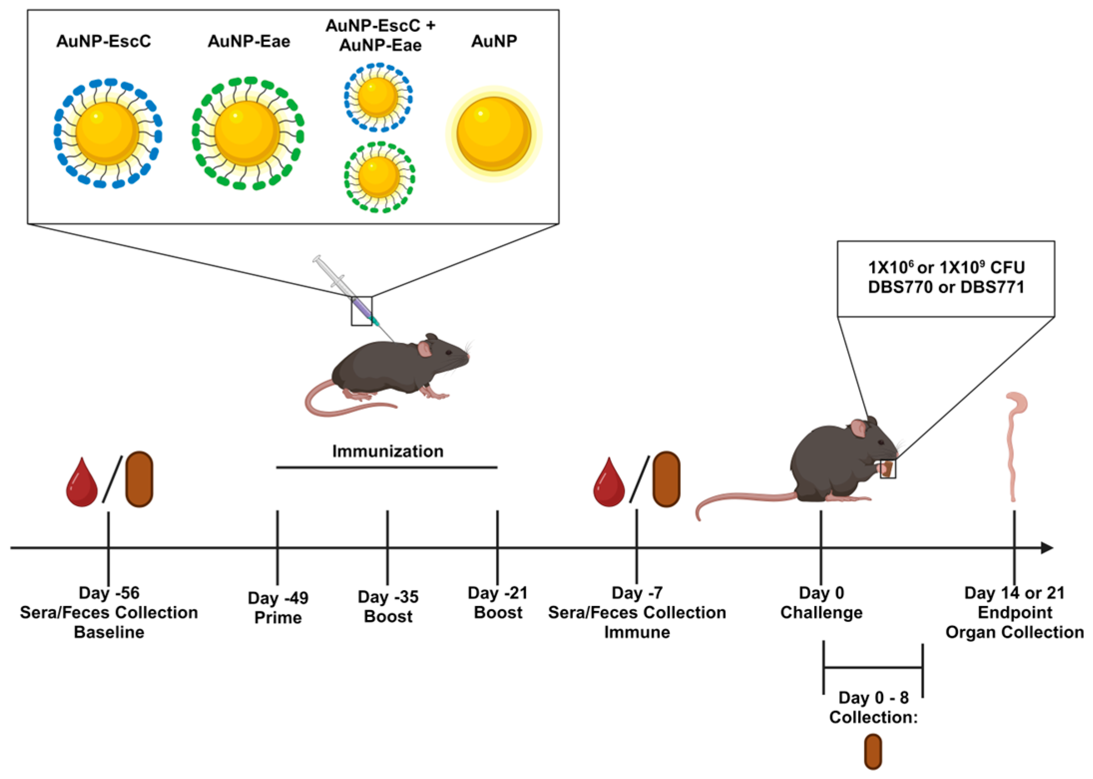 Vaccines 12 00508 g001