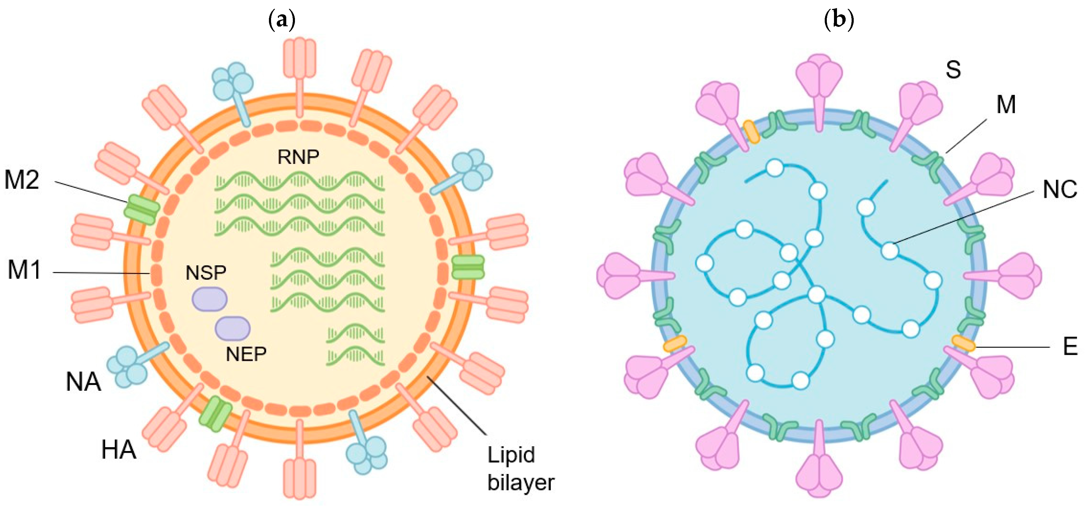 Vaccines 12 00514 g001