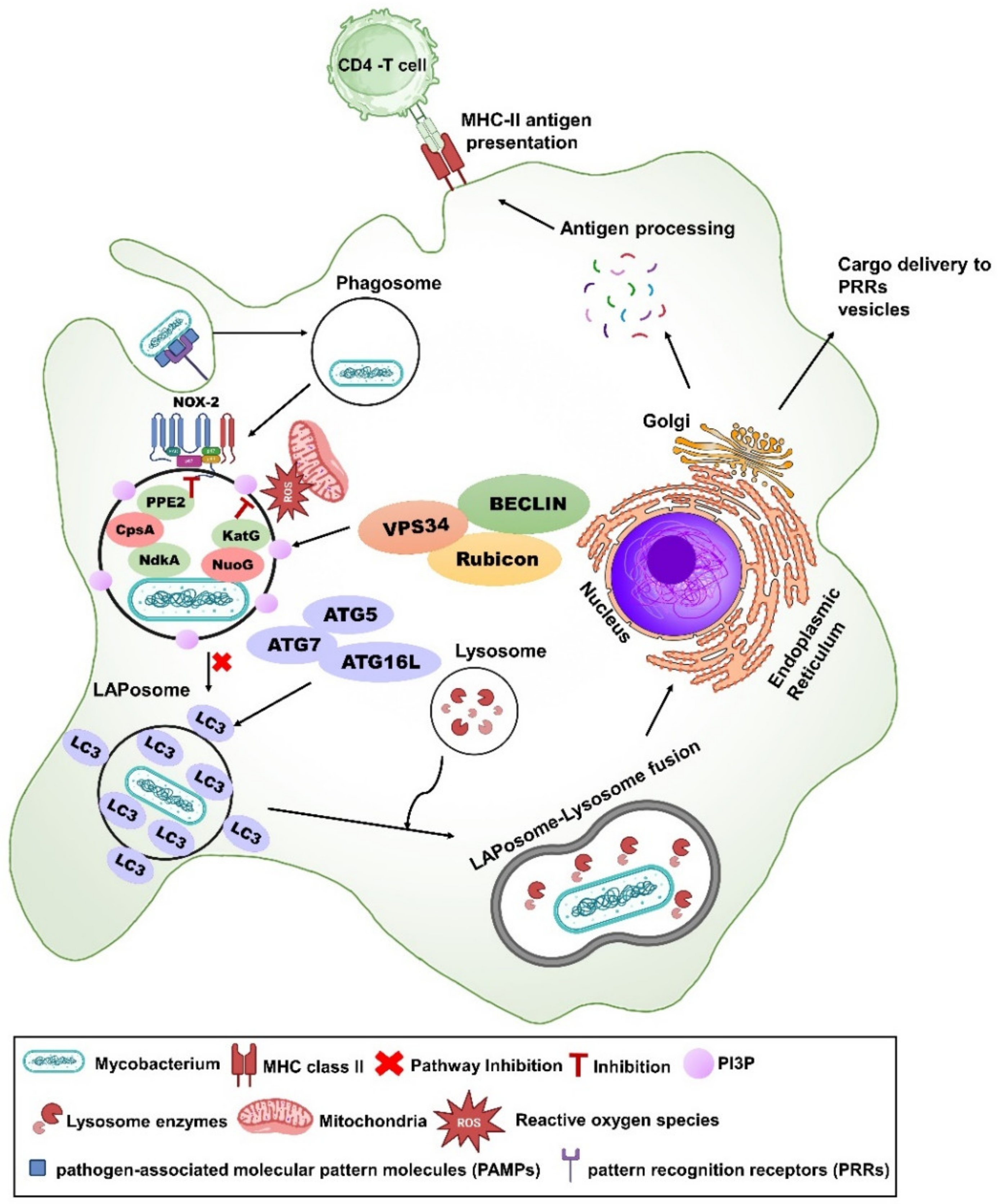Vaccines 12 00530 g002 Vaccines 12 00530 g002