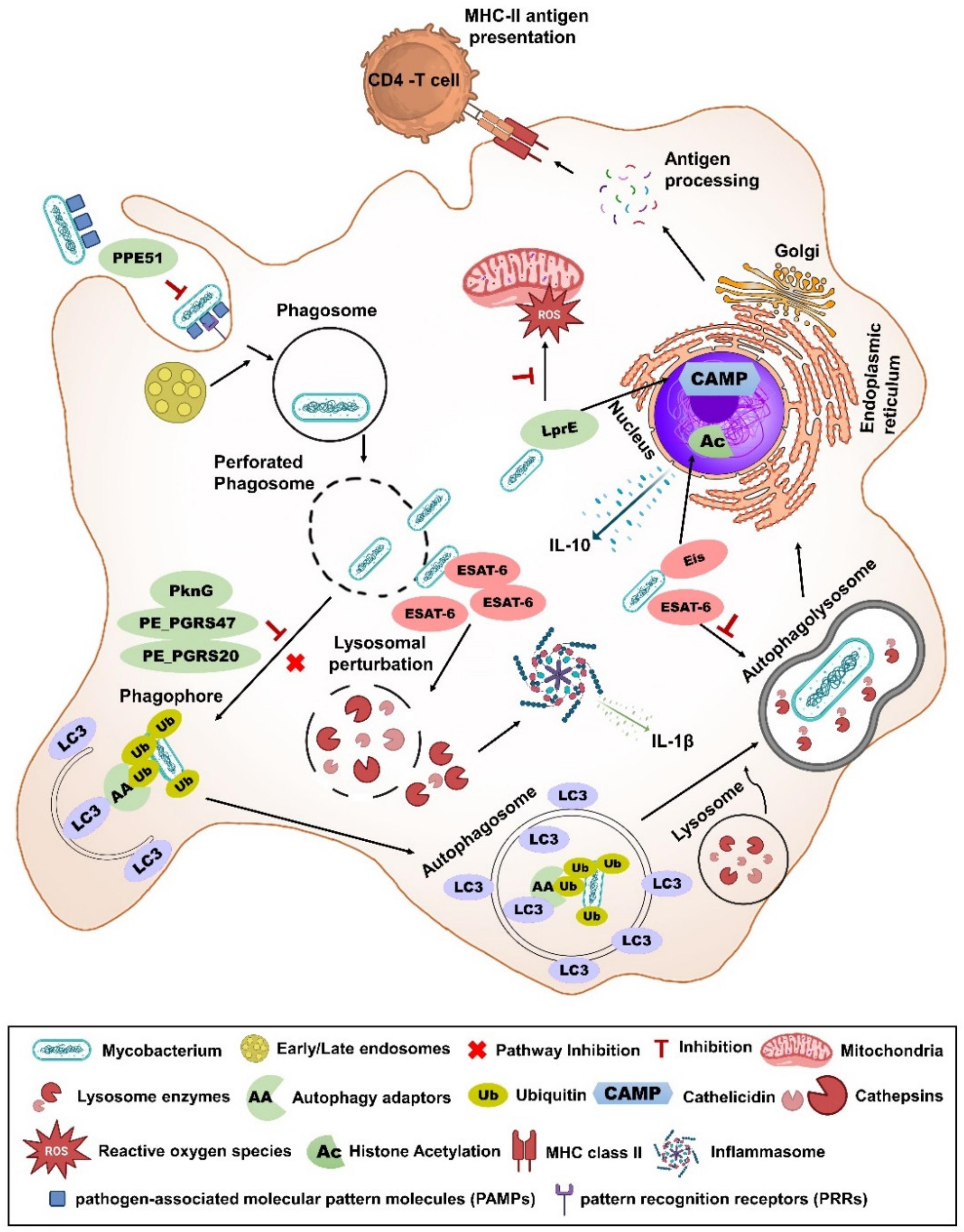 Vaccines 12 00530 g003 Vaccines 12 00530 g003