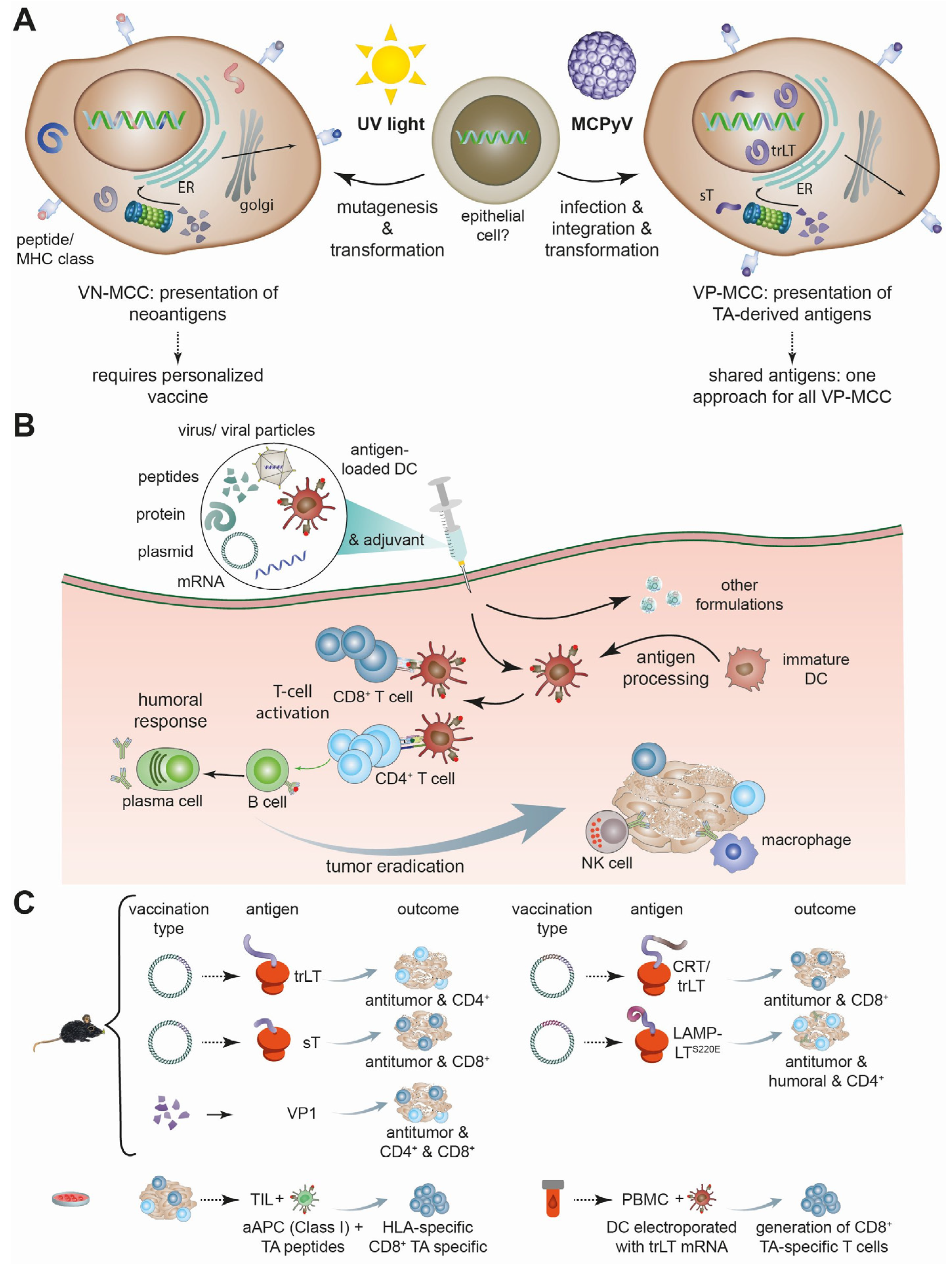 Vaccines 12 00533 g001 Vaccines 12 00533 g001