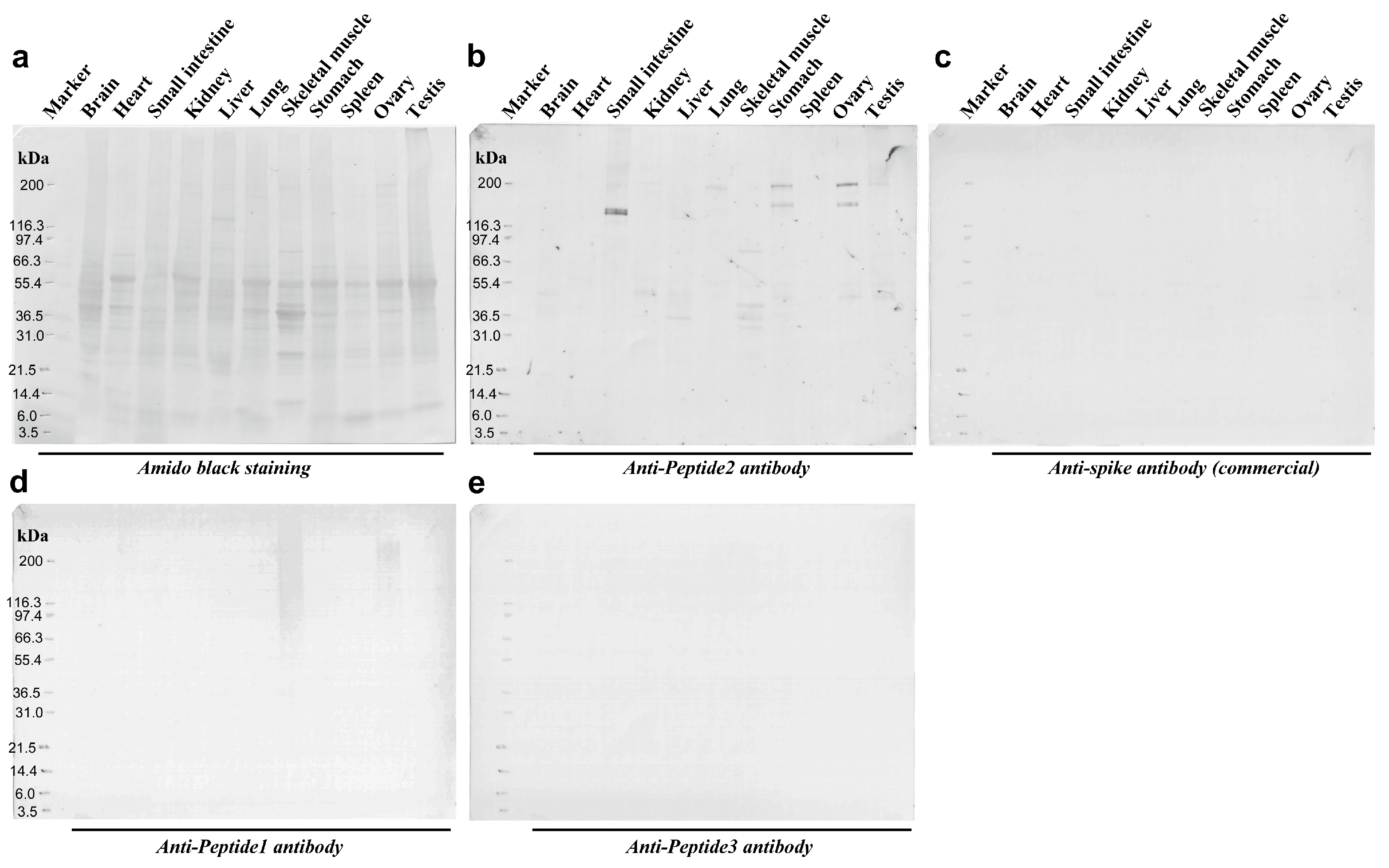 Vaccines 12 00539 g009