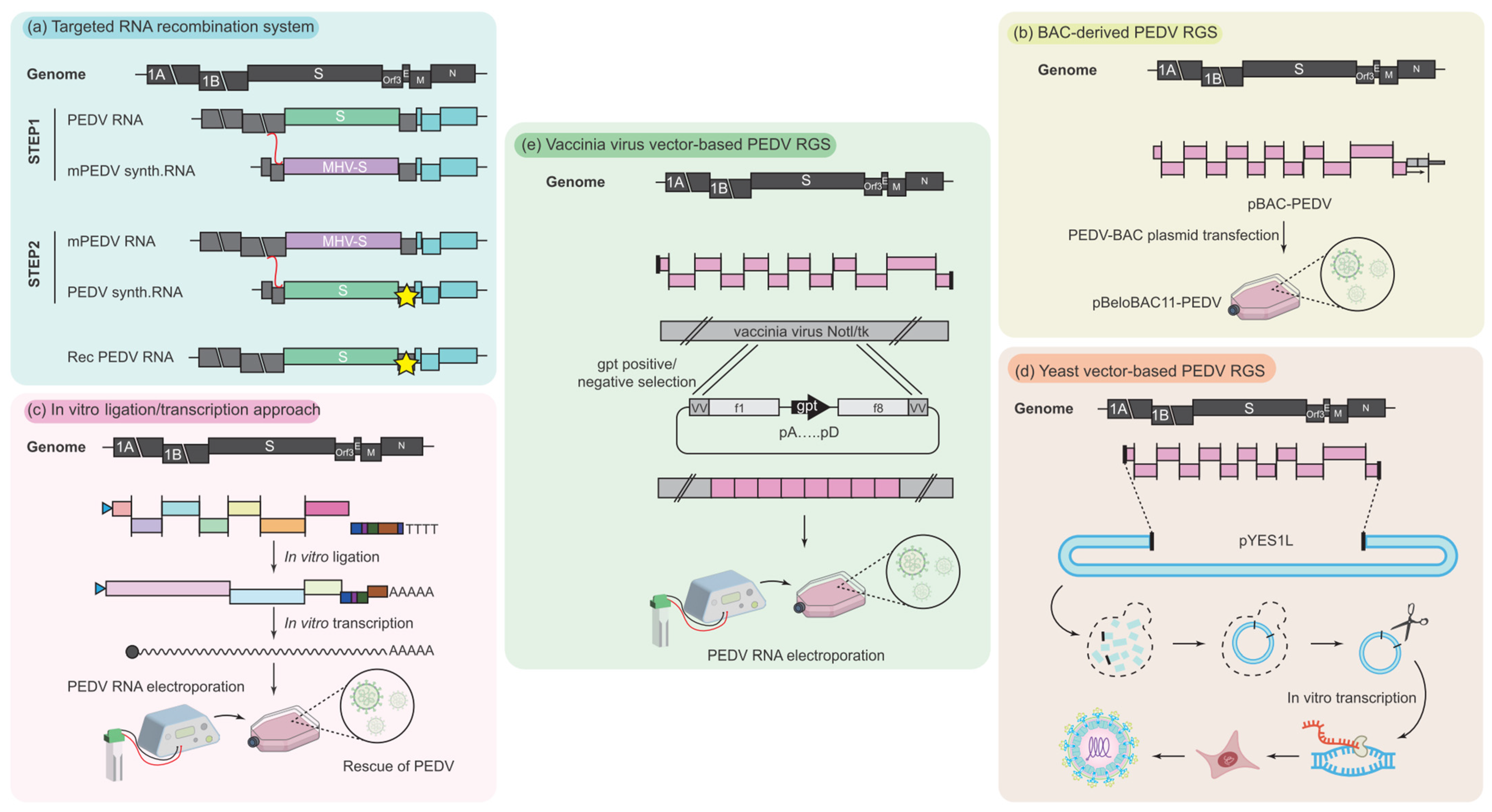 Vaccines 12 00557 g002