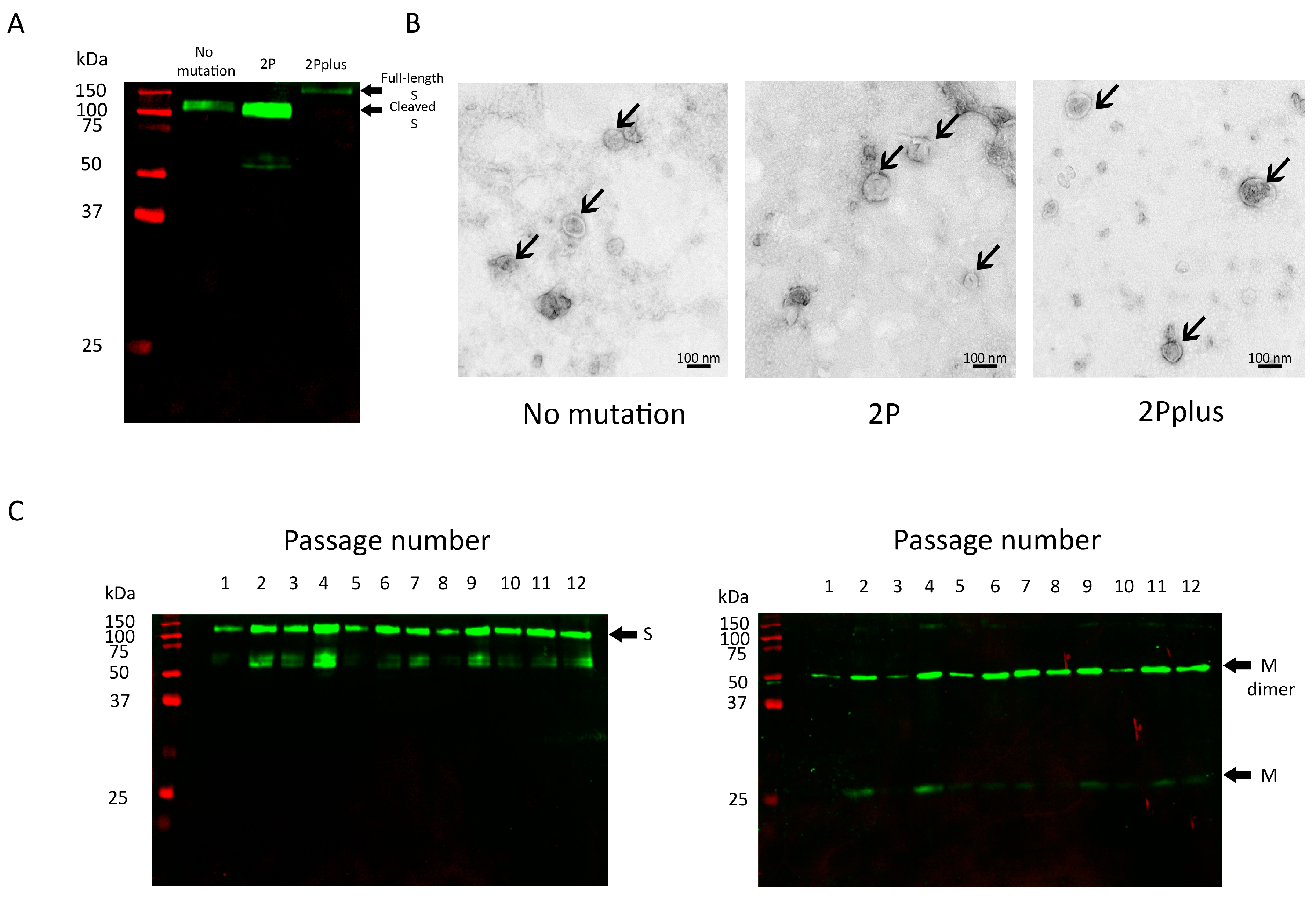 Vaccines 12 00561 g002