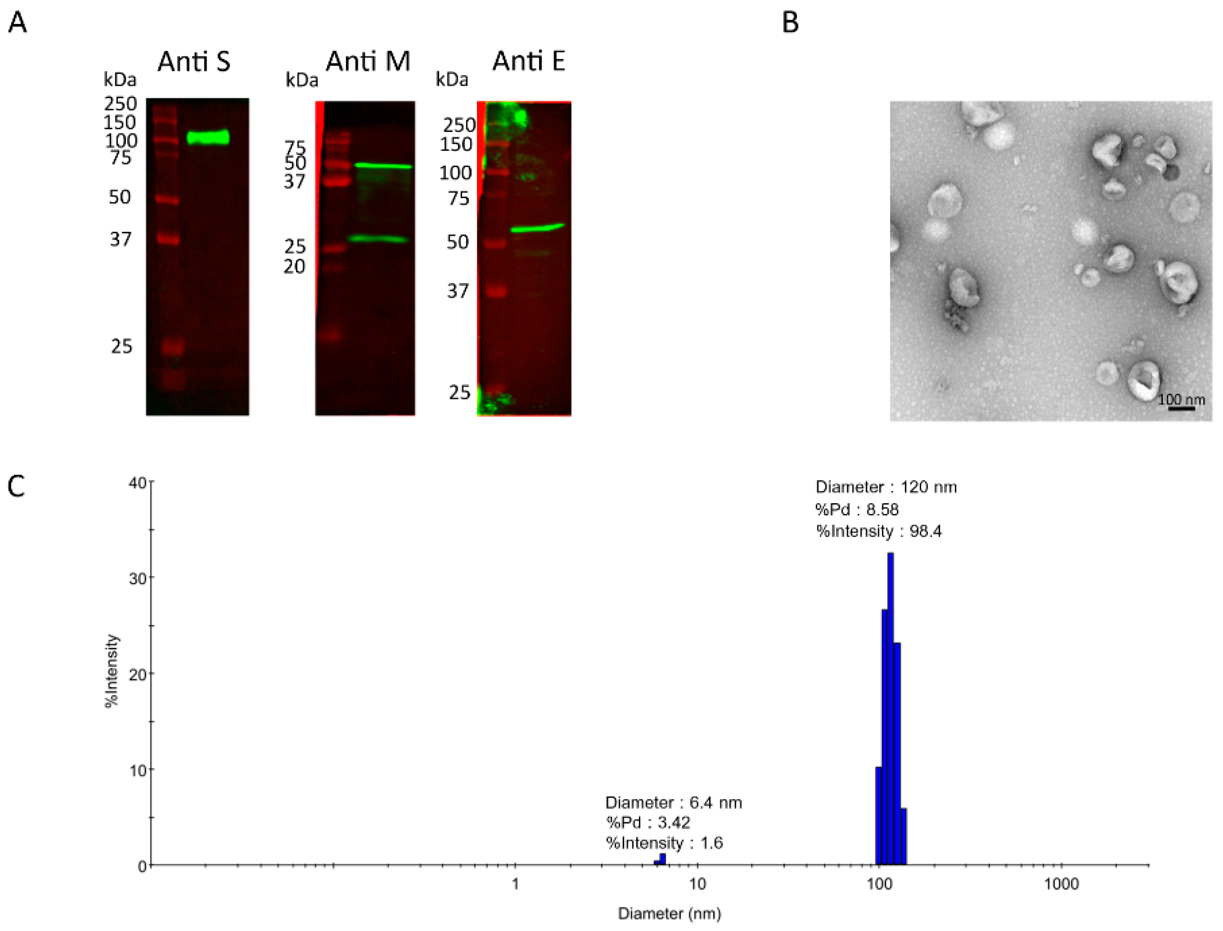 On Ultra-T サイズM Photothermionic Effect-Assisted Ultrafast Charge Transfer in