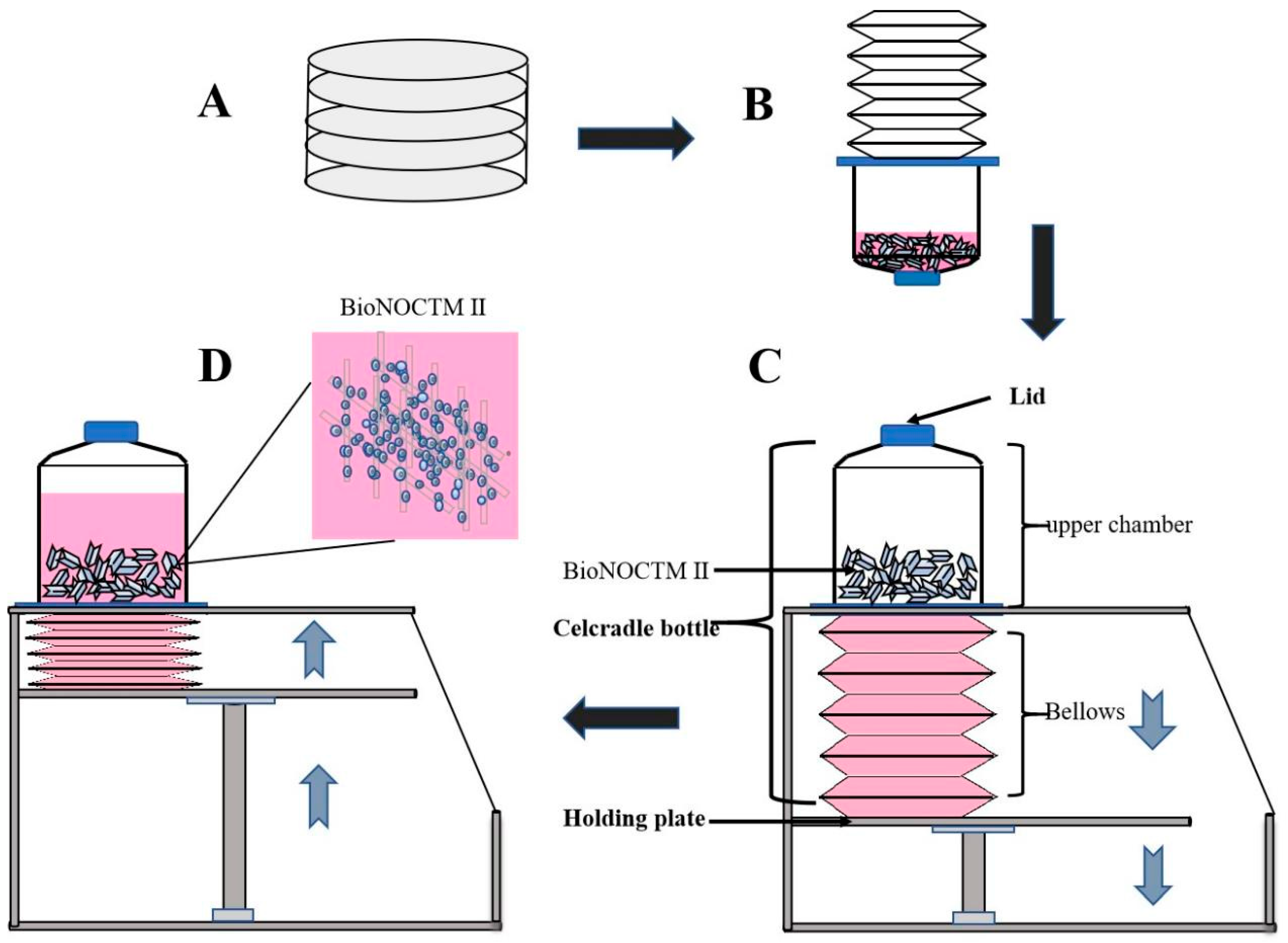 Vaccines 12 00563 g001