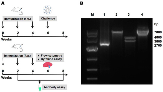 Protective Efficacy of a Novel DNA Vaccine with a CL264 Molecular