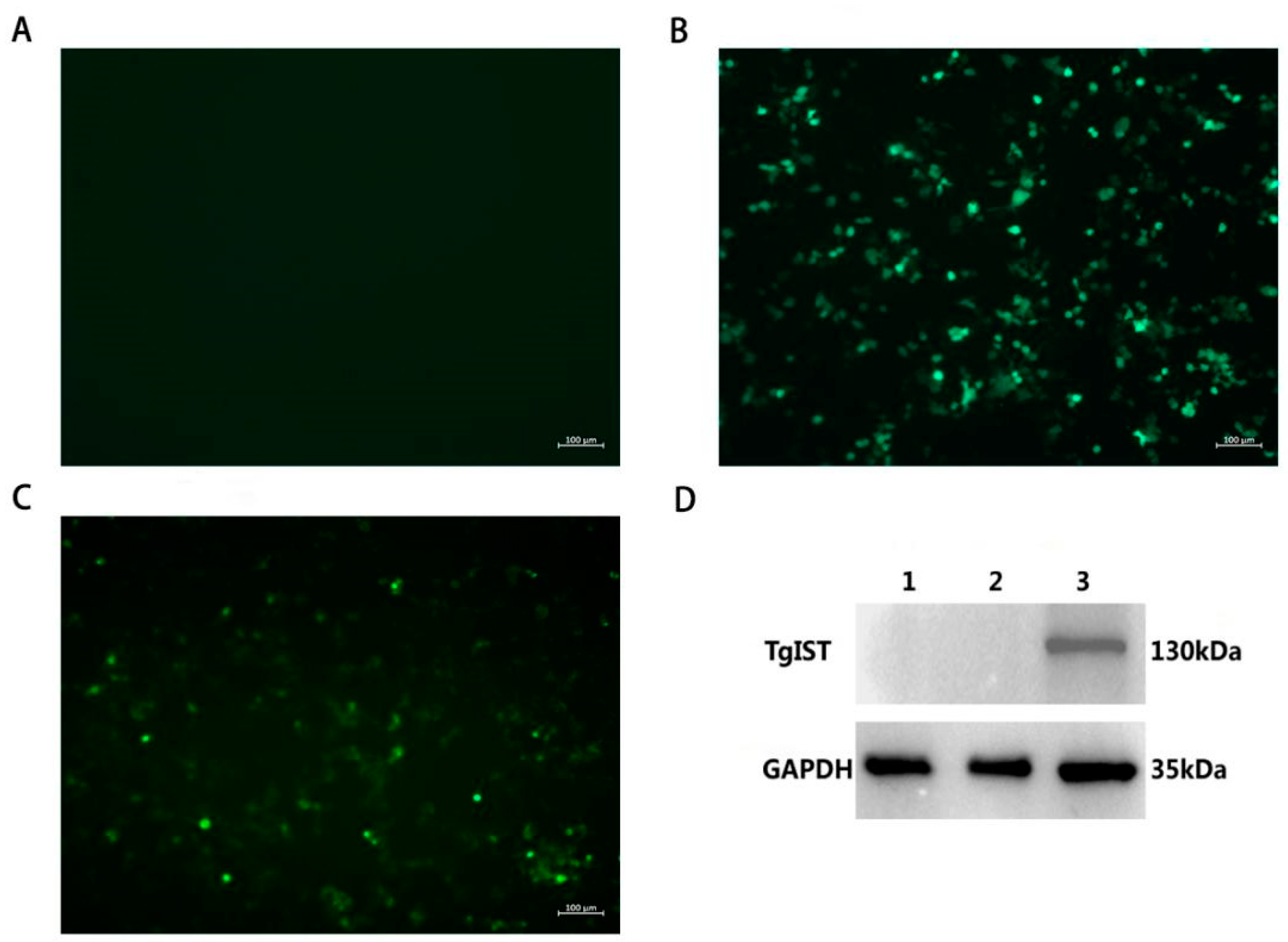 Vaccines 12 00577 g002