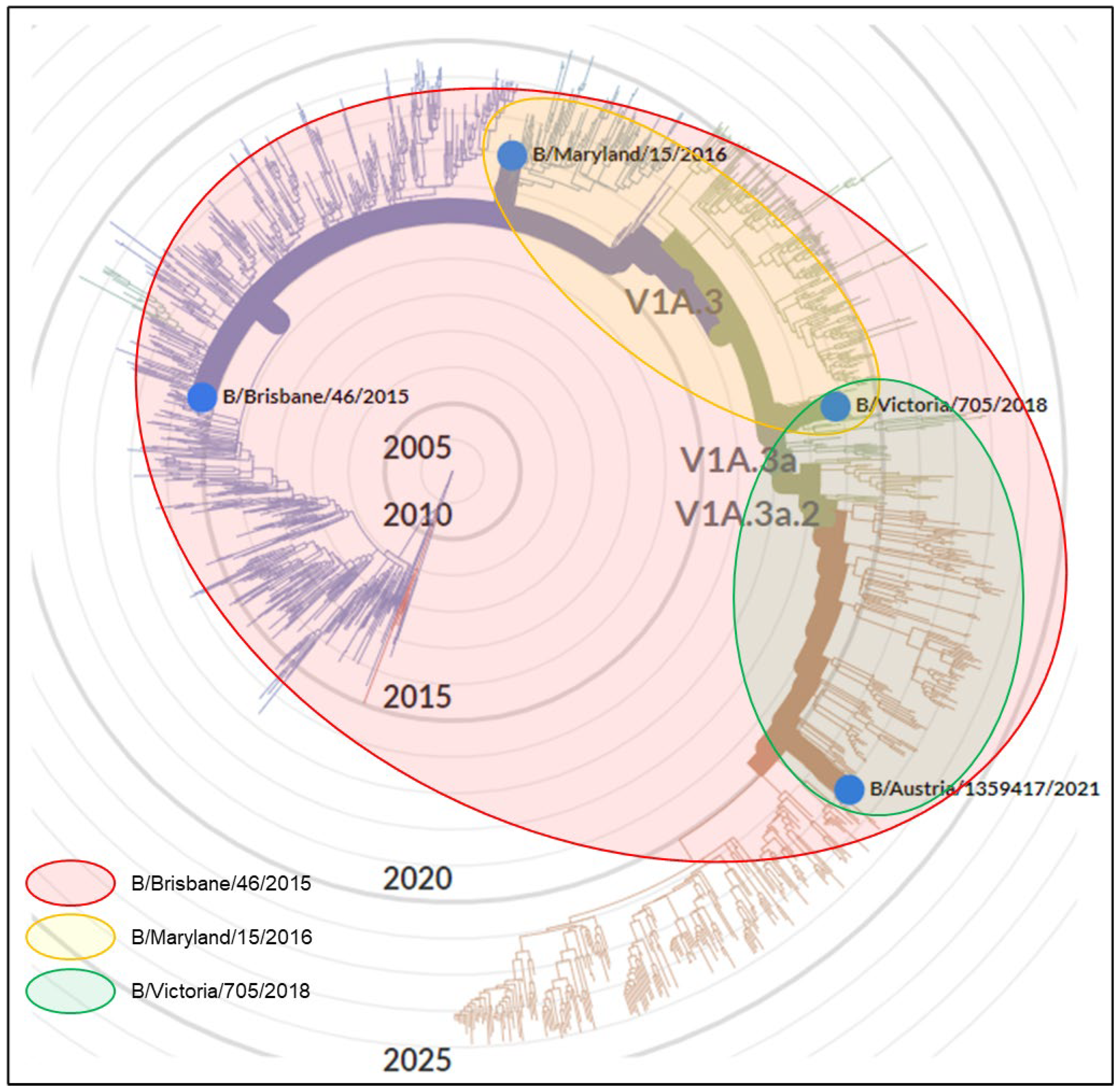 Vaccines 12 00596 g005