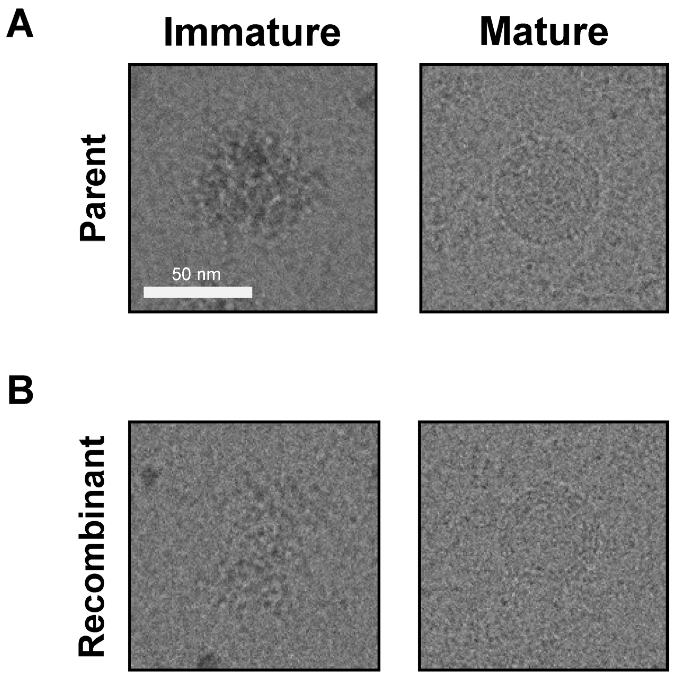 Vaccines 12 00597 g005