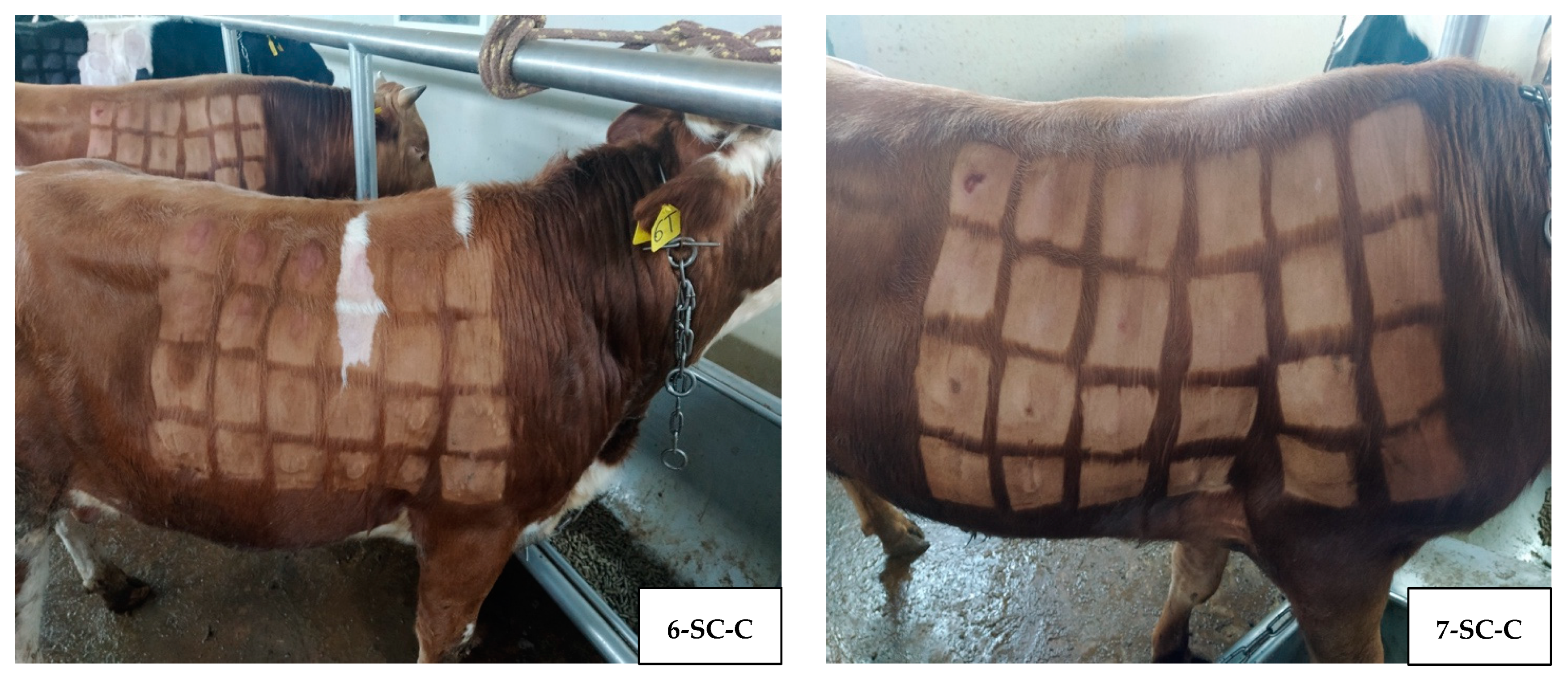 Vaccines 12 00598 g004